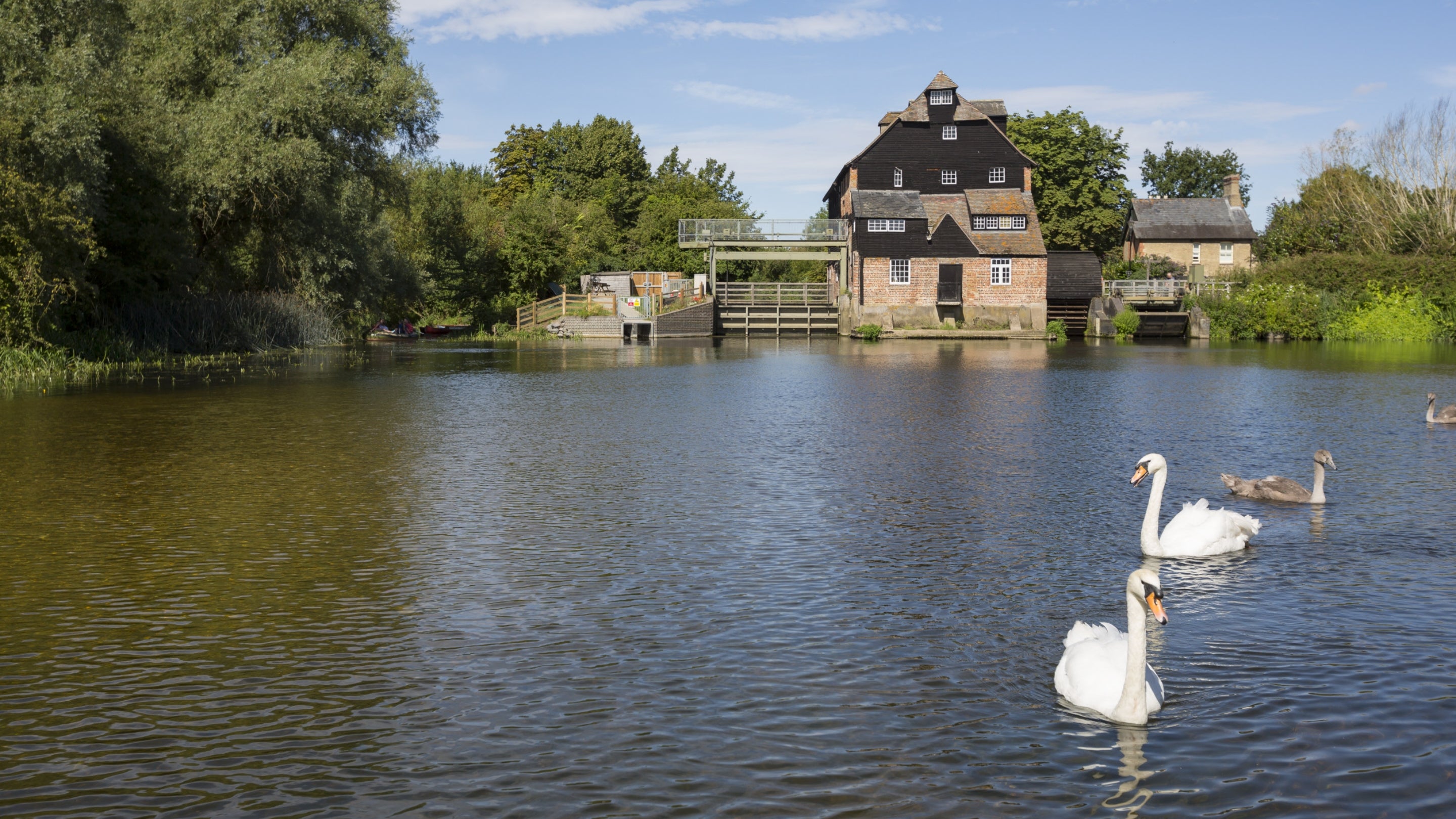 Swans on the river at Houghton Mill in Cambridgeshire