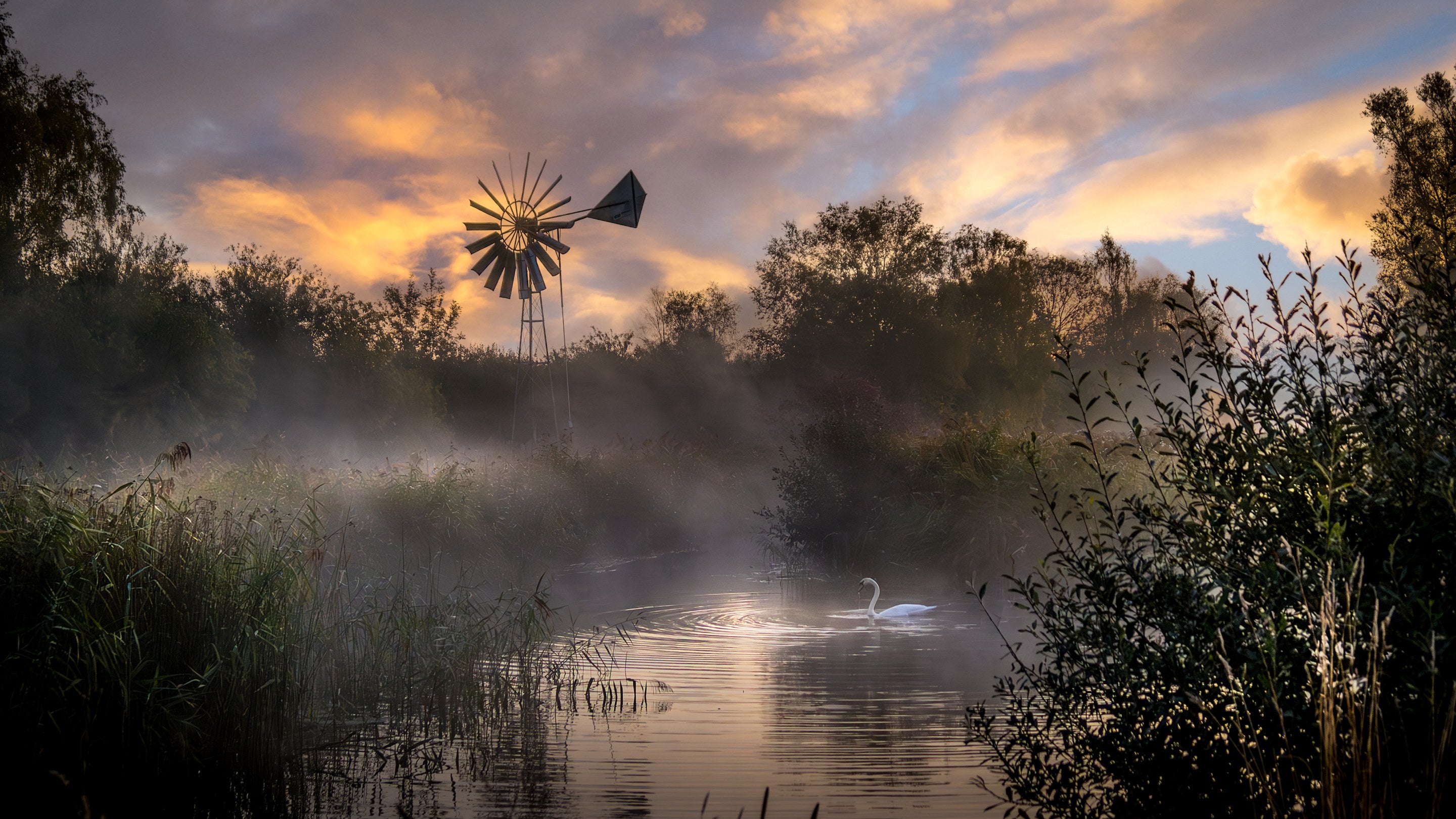 A misty morning on the Wicken Fen Nature Reserve, Cambridgeshire