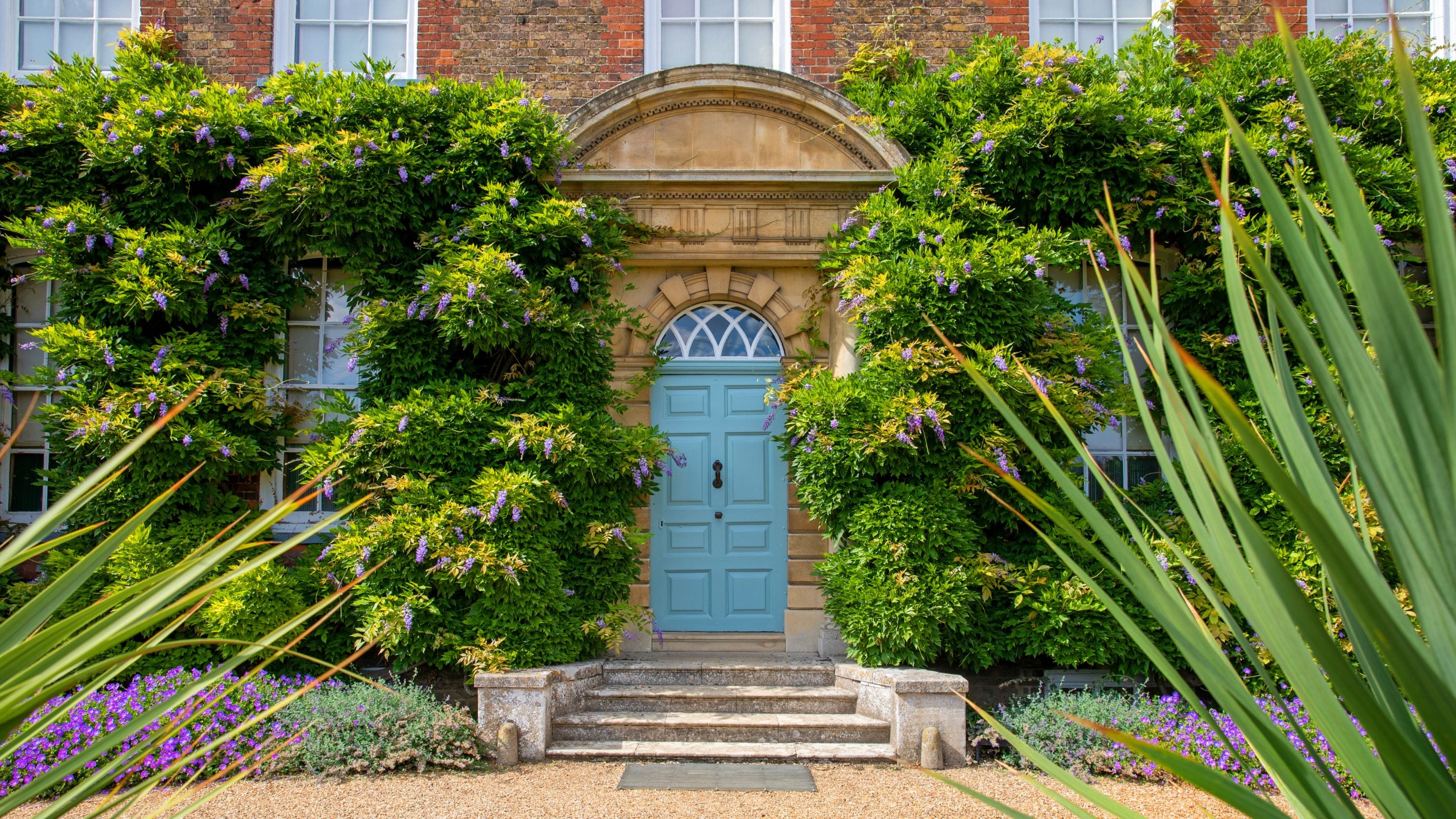 Wisteria on the front of Peckover House, Peckover House and Garden, Cambridgeshire