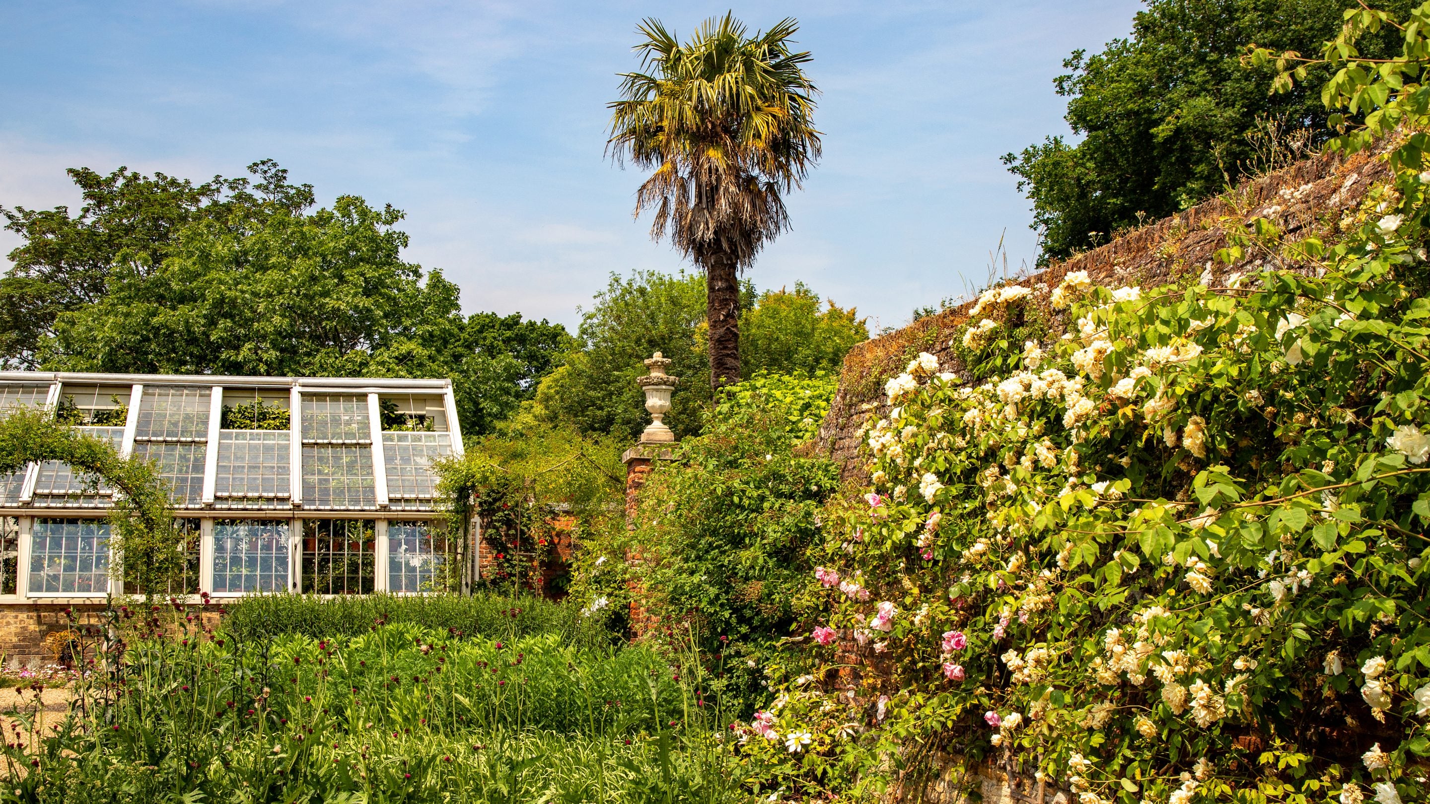 Varieties of roses in the Walled Garden at Peckover House and Garden, Cambridgeshire