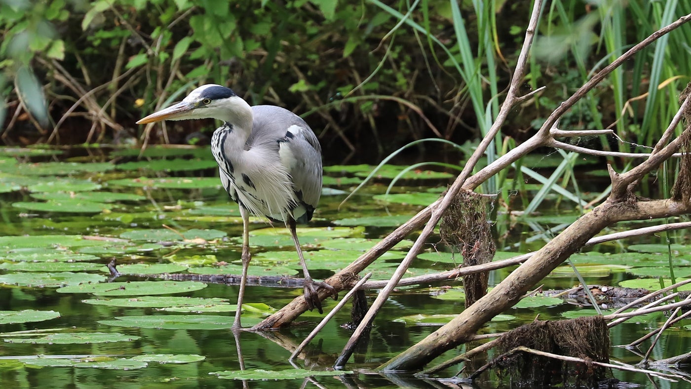 A Heron at Waterclose Meadows Campsite, Cambridgeshire