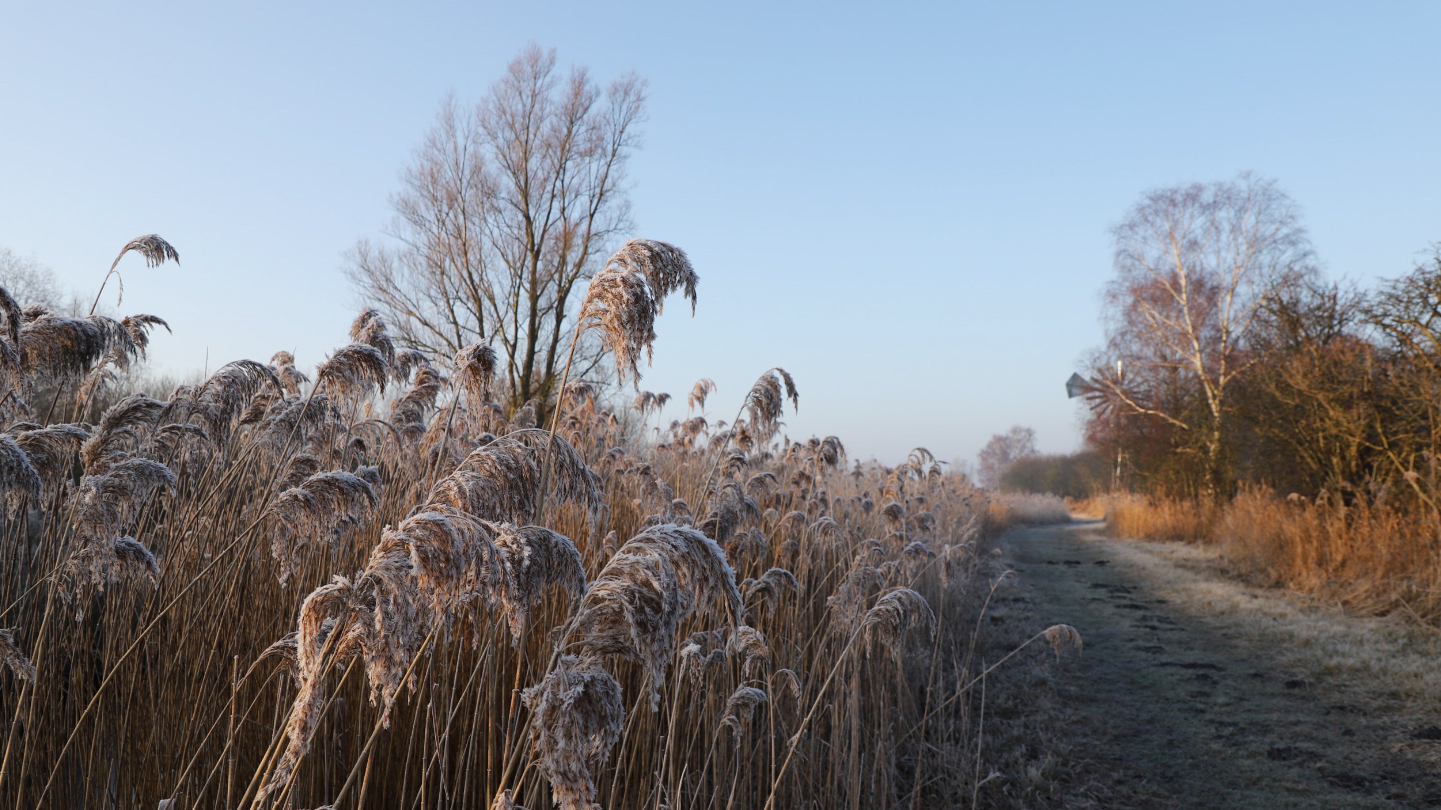 Wicken Fen Nature Reserve, Cambridgeshire