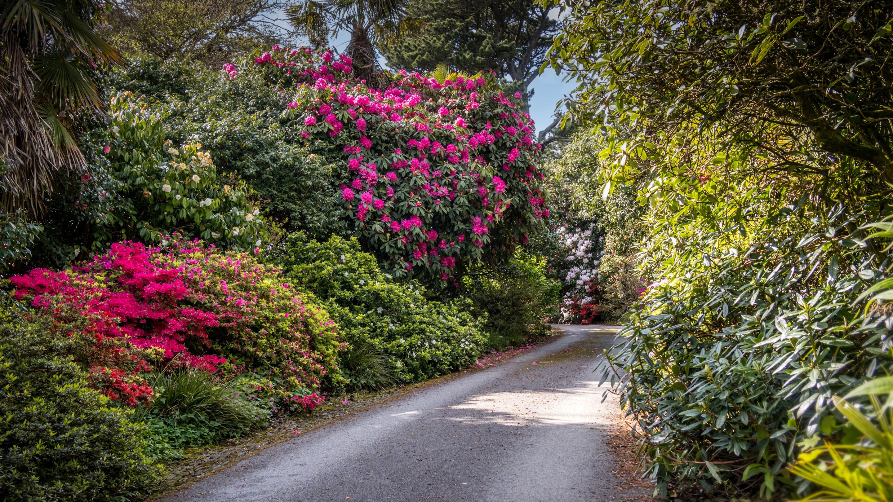 A lane in the area surrounding Chatham, Cornwall
