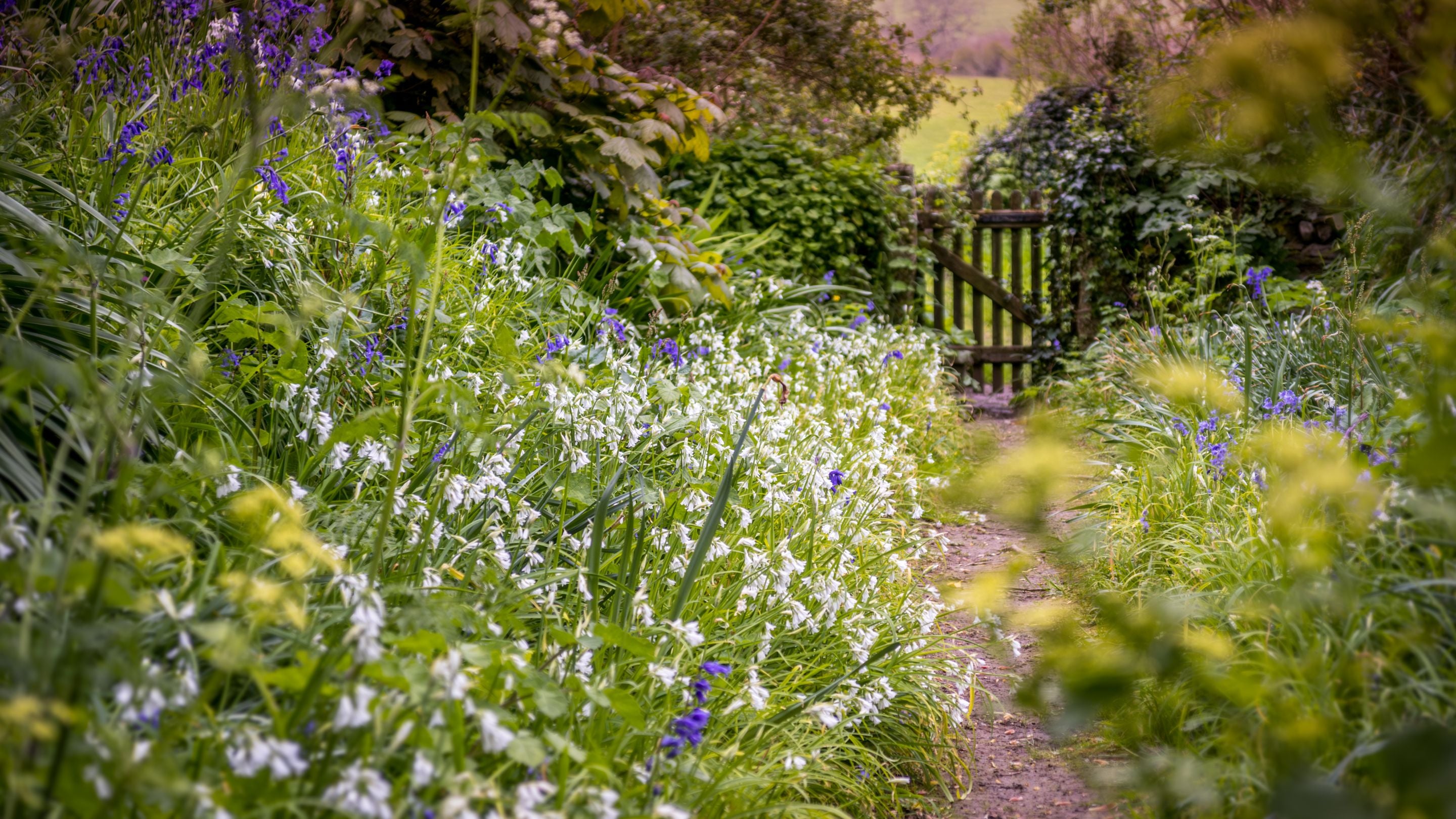 A path in the area surrounding Chatham, Cornwall