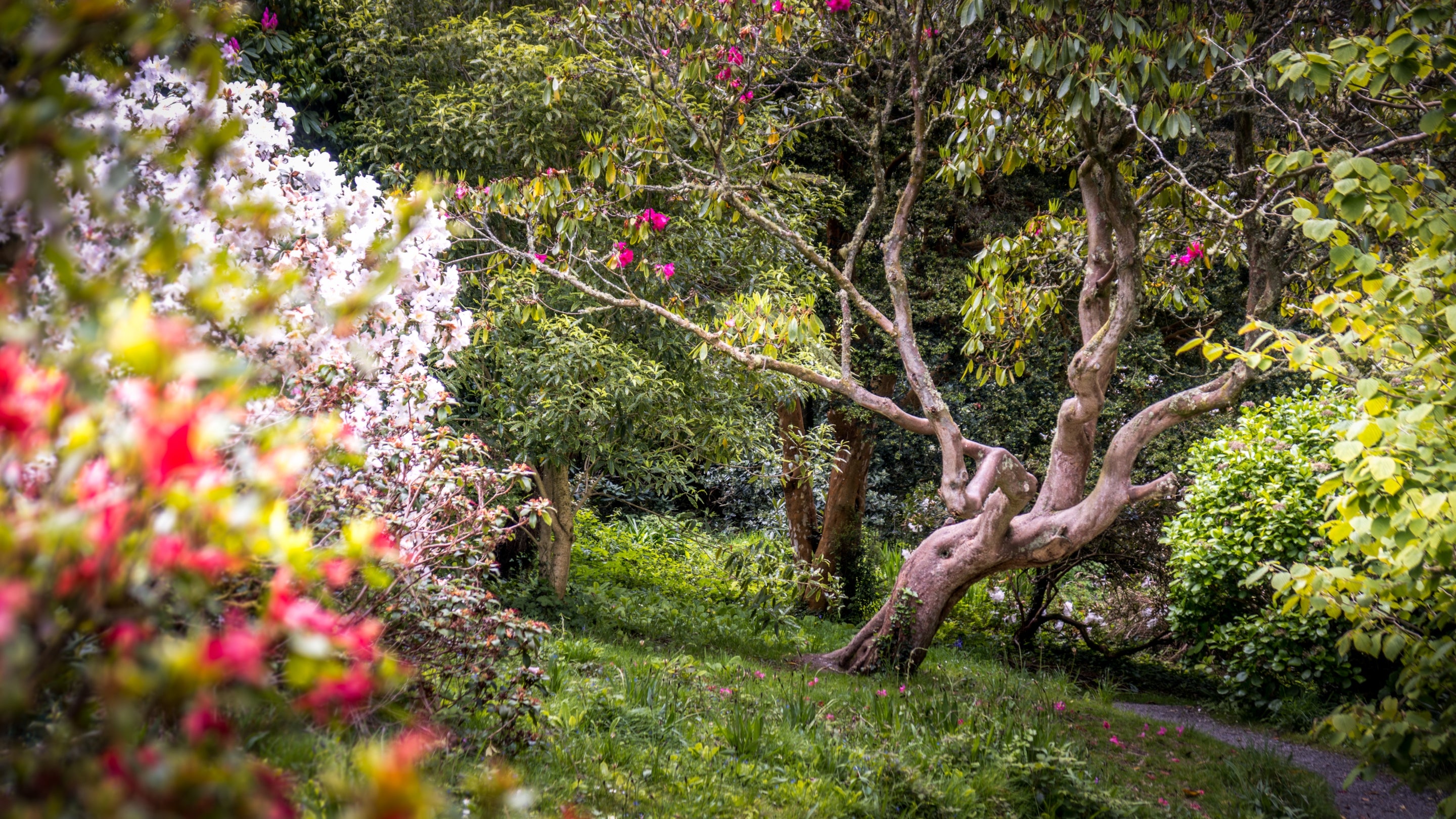 The area surrounding Court, Cornwall