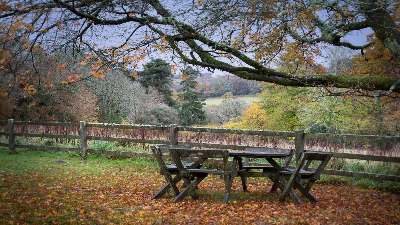 The garden at Cutmadoc, Bodmin, Cornwall