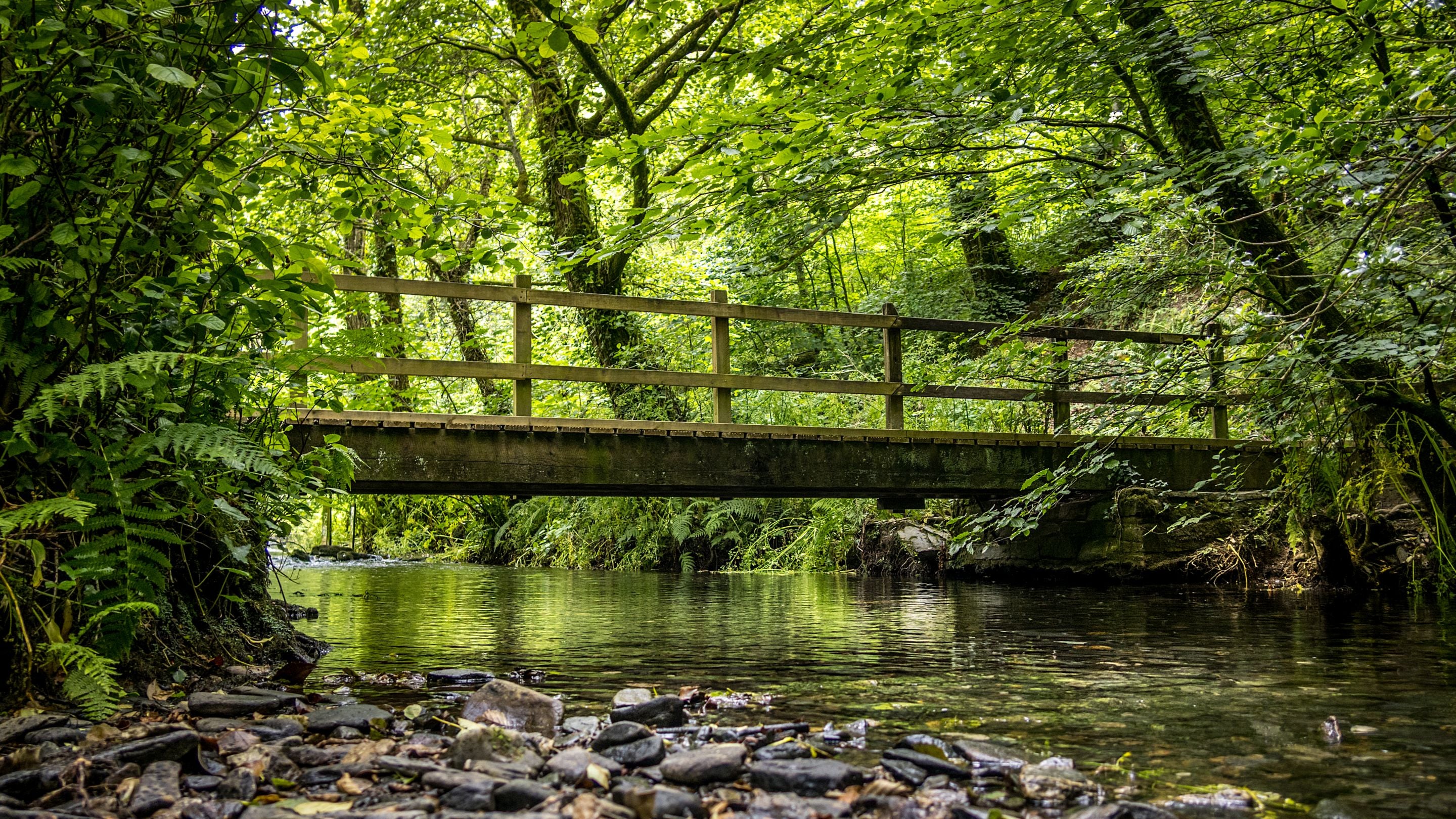 A footbridge over a stream in the woodland near Elbow Cottage, Cornwall