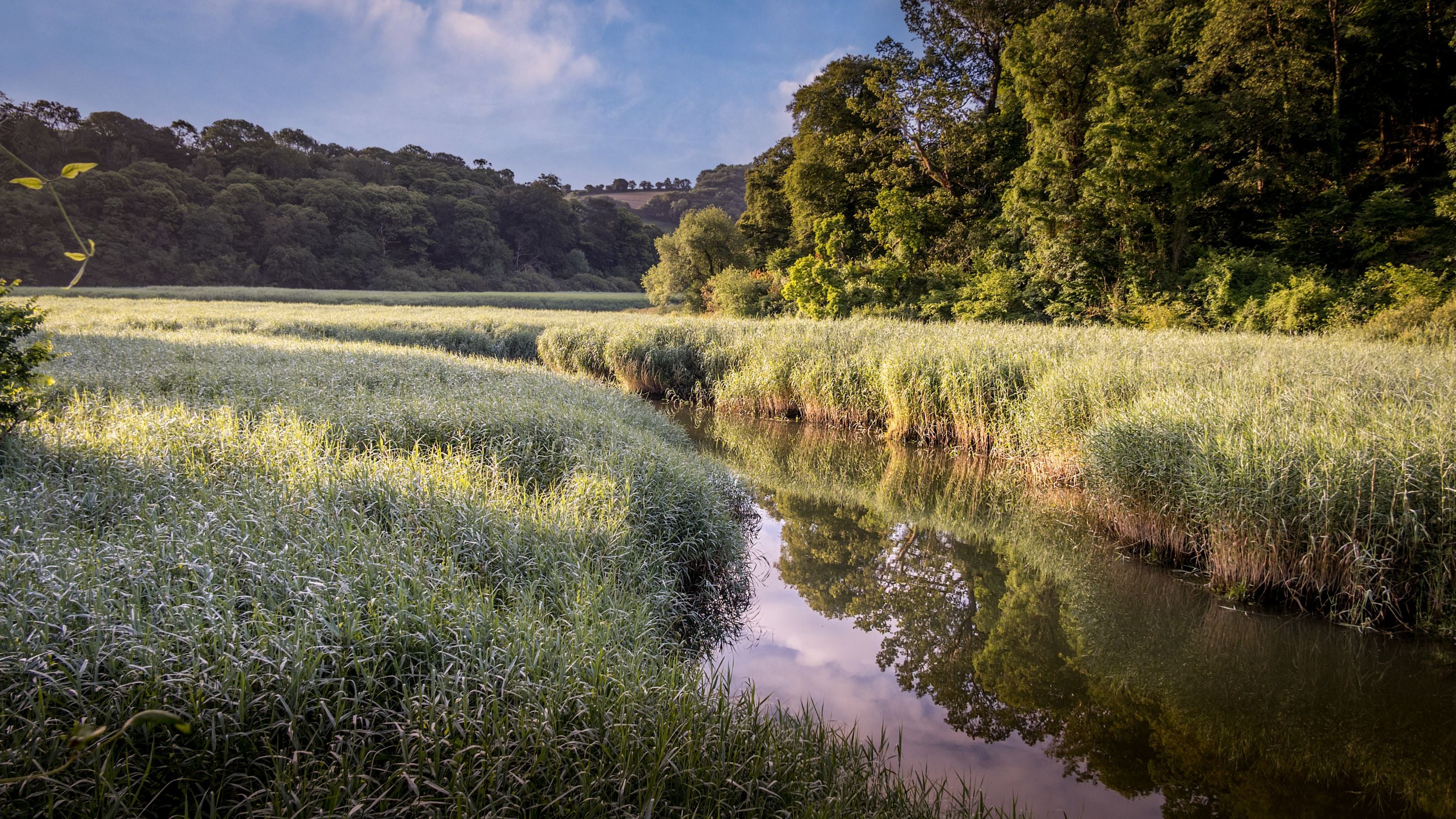 The stream near Elbow Cottage, Cornwall