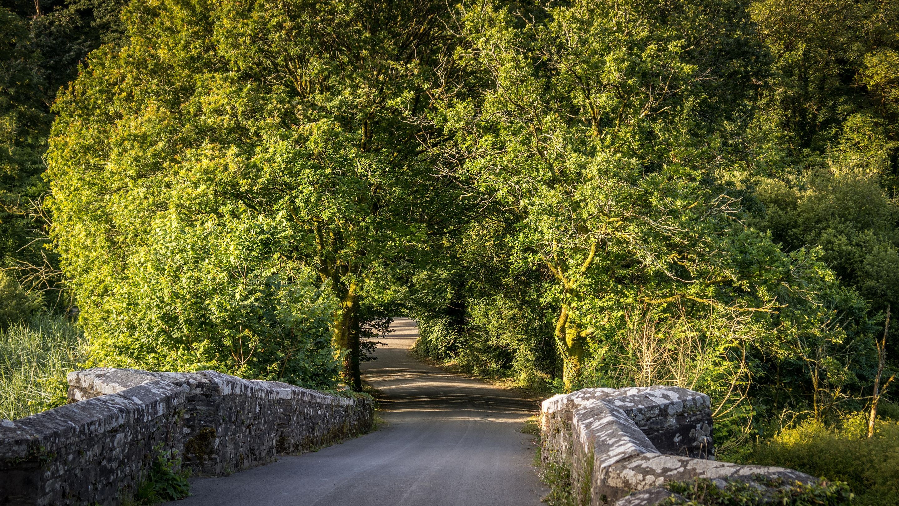 A stone bridge and woodland near Elbow Cottage, Cornwall