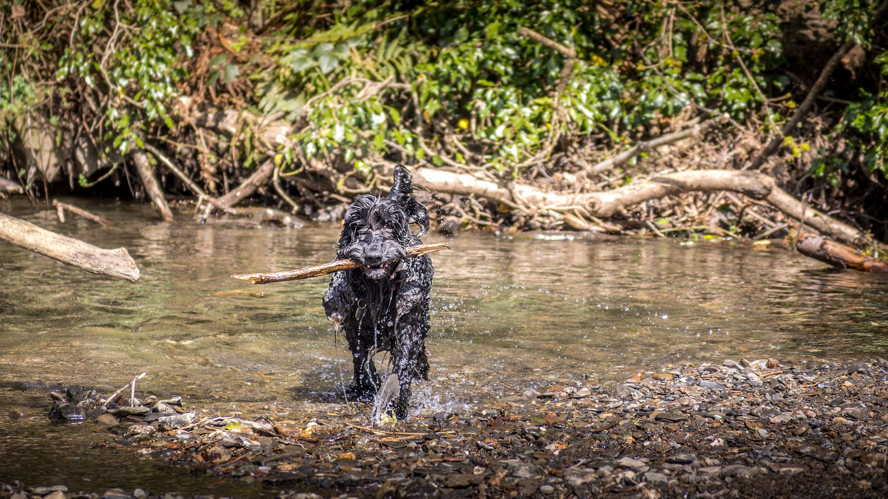 A guest's dog playing in the Morden Stream, near Miller's House, Cornwall