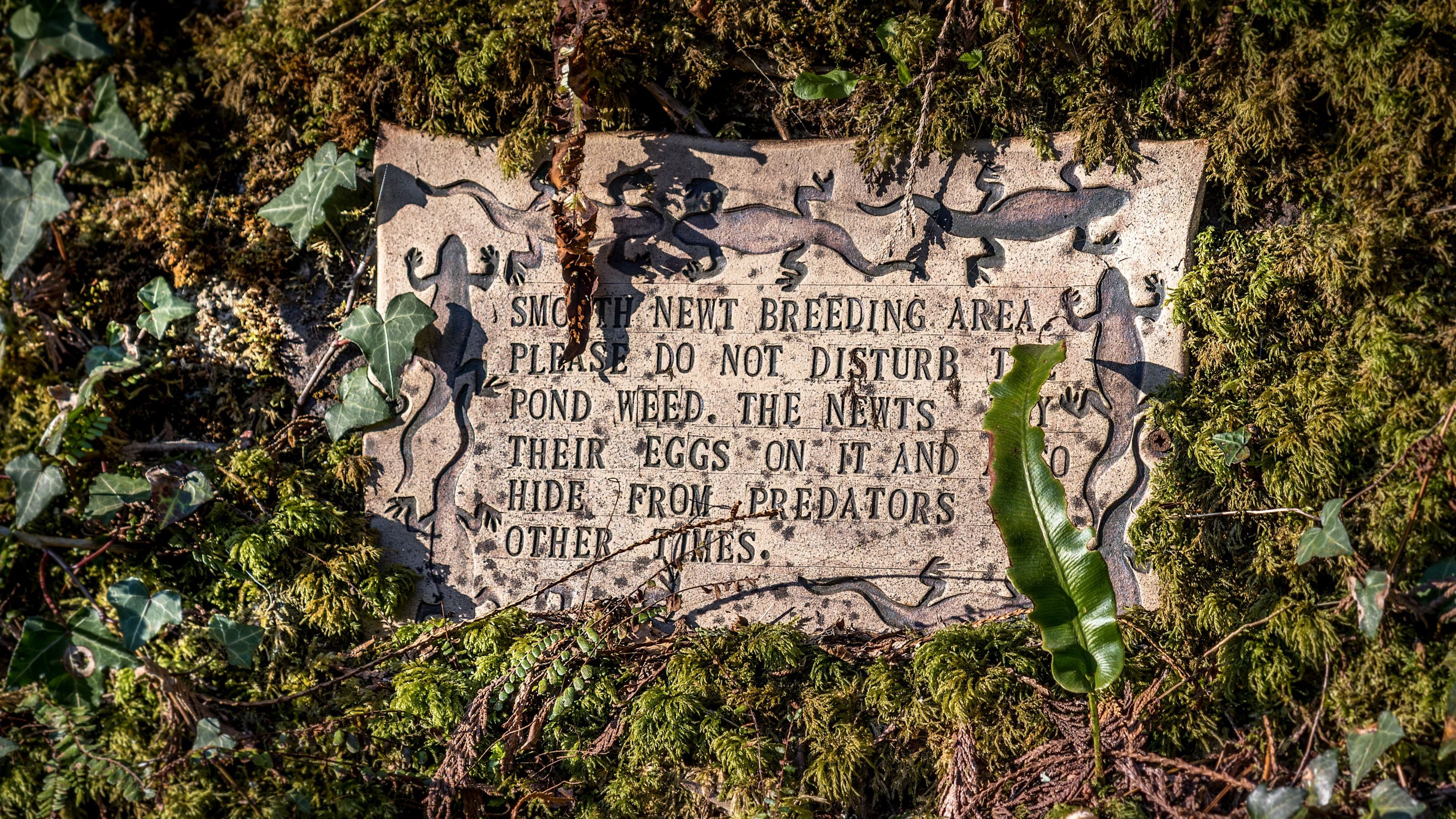 A sign marking a newt habitat at a pond near Miller's House, Cornwall