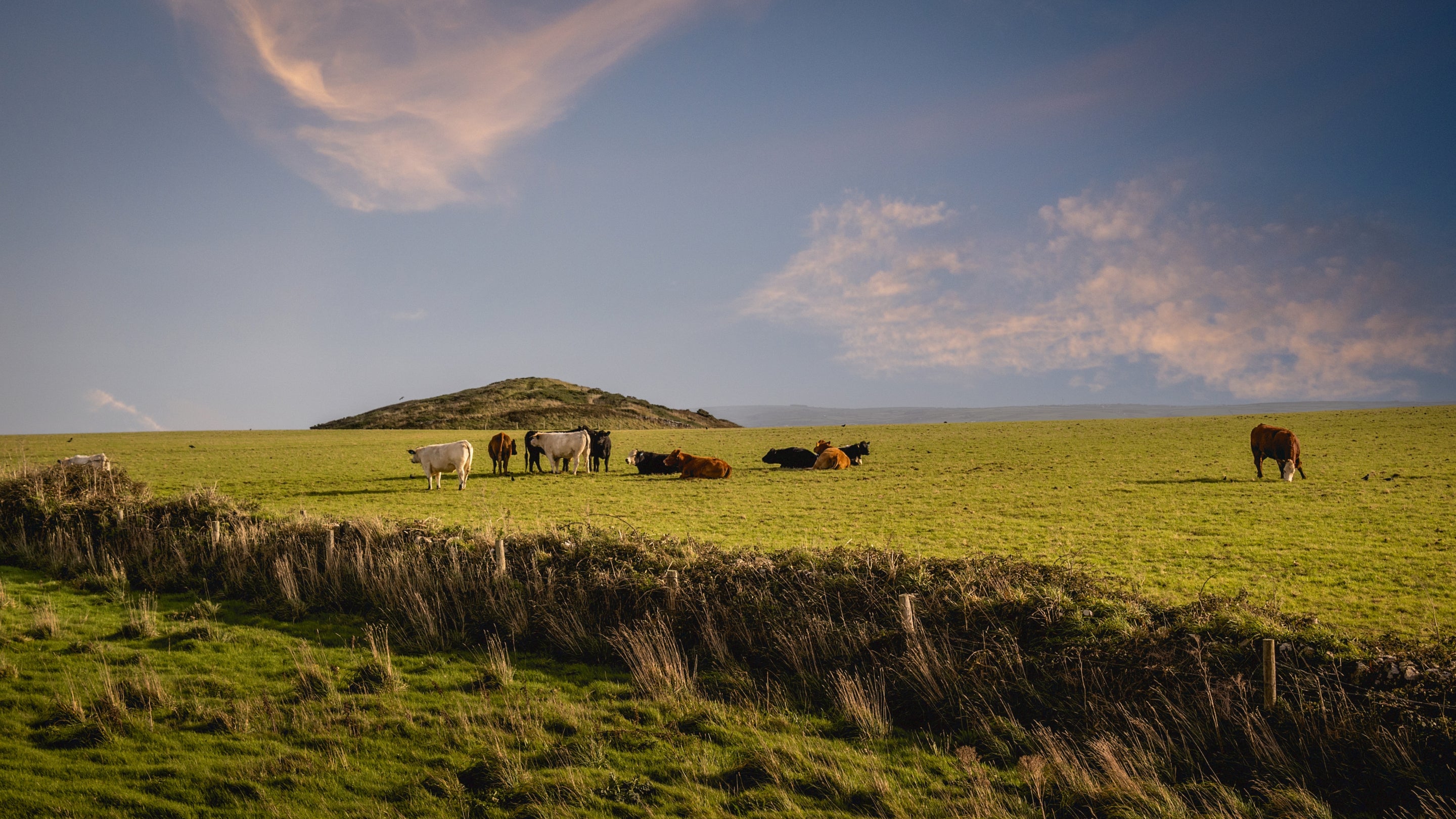 The area surrounding Pentire Head Farmhouse, Cornwall