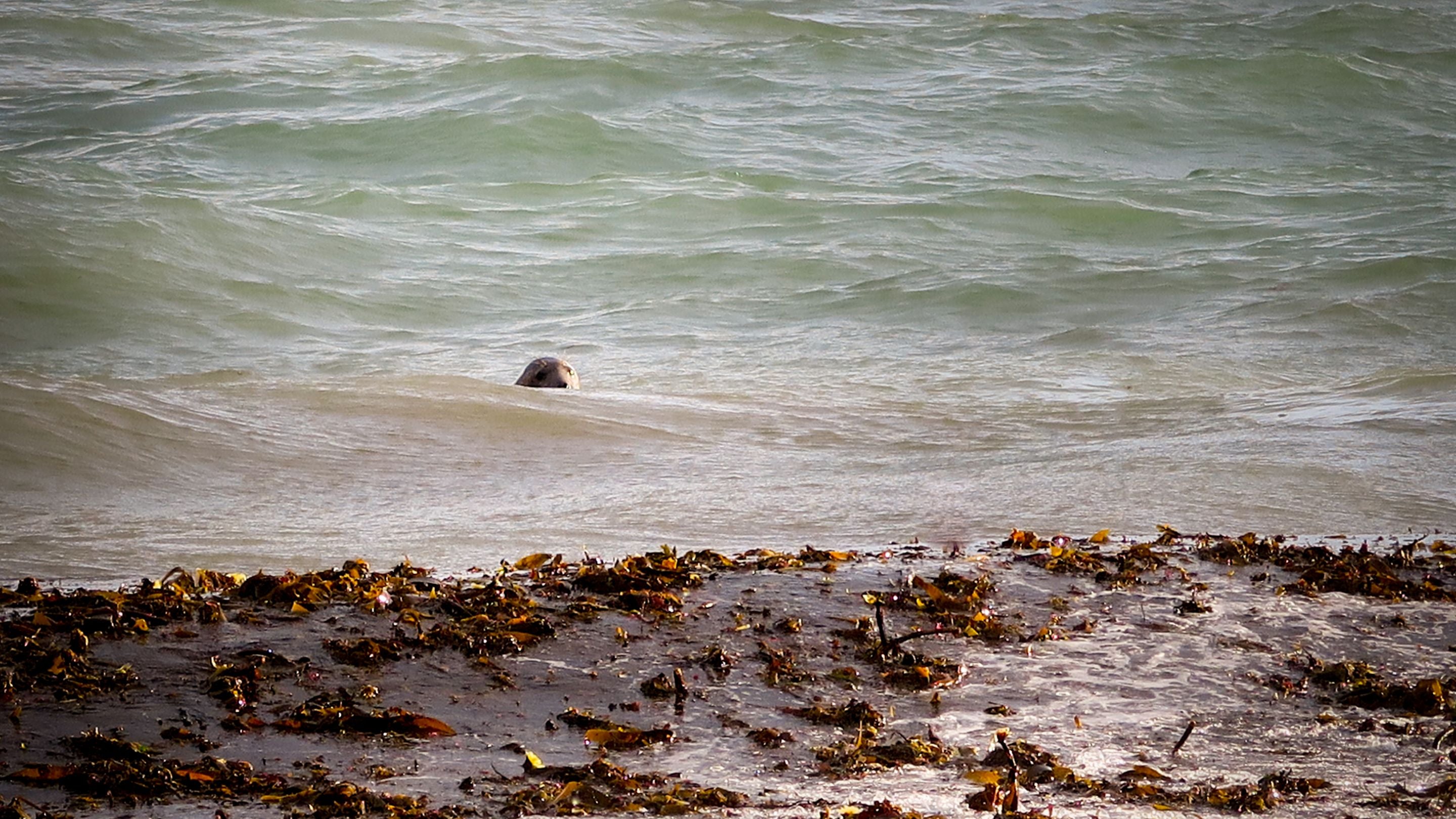 A seal in the sea at Towan Beach, Cornwall