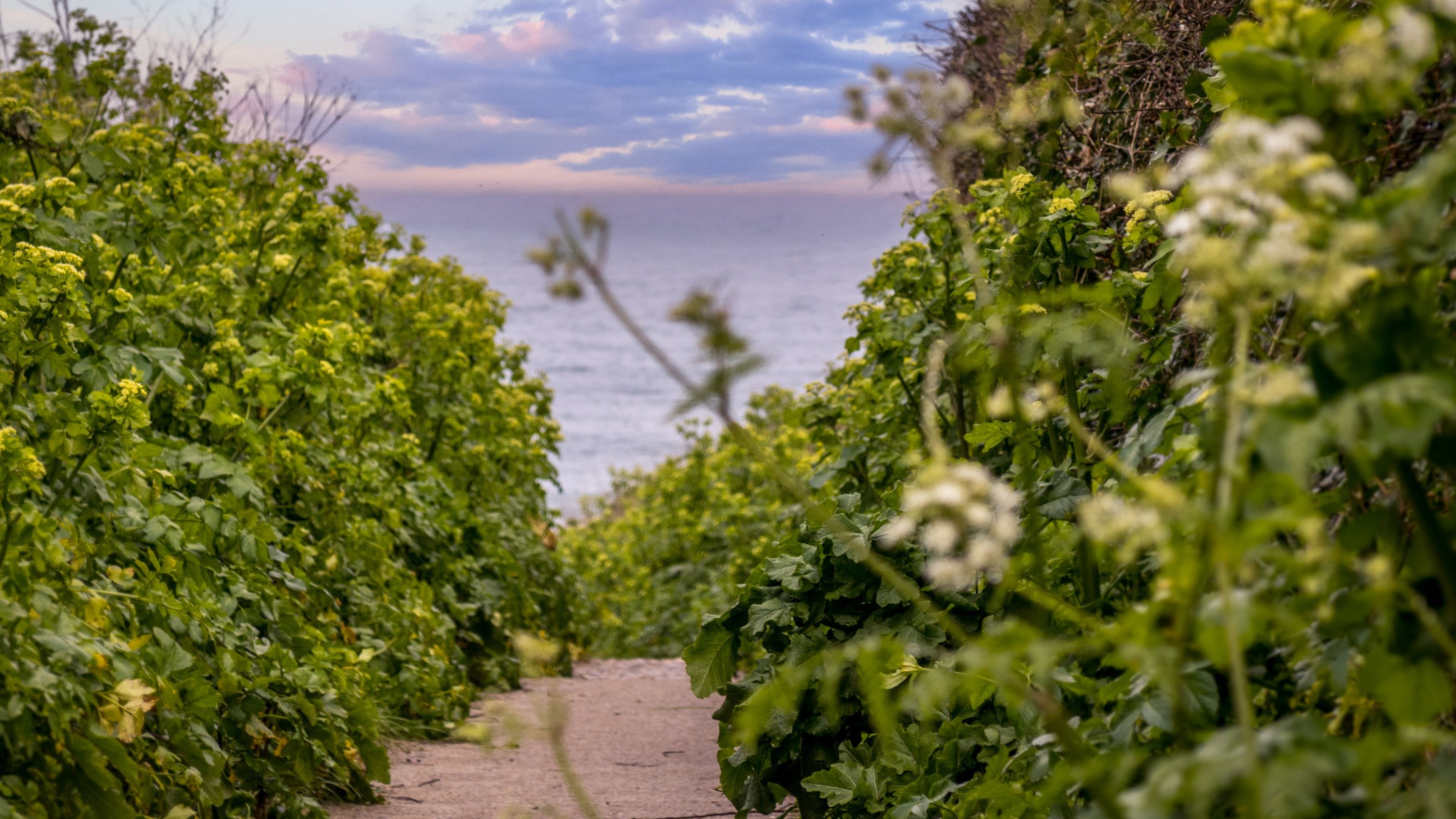 The path to Towan Beach, a five-minute walk from Roseland Porth Barn, Cornwall