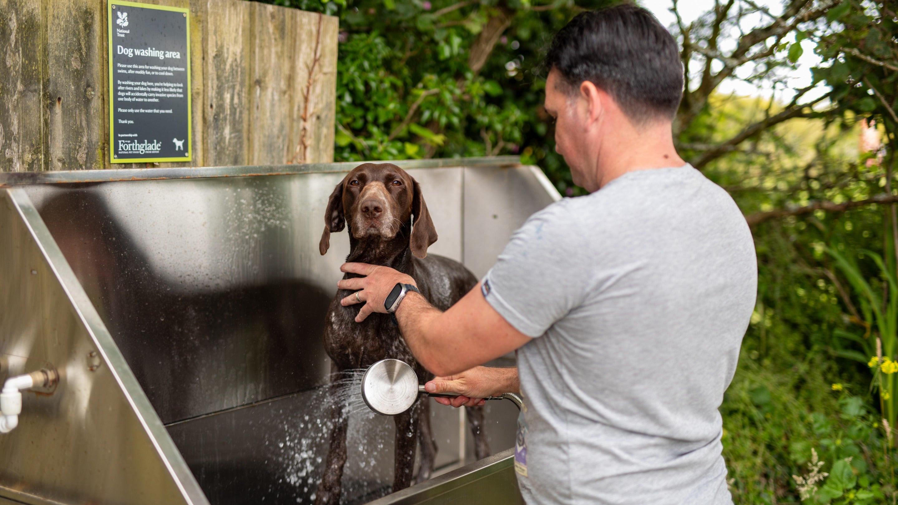 A dog being washed in the dog-washing station at Teneriffe Farm Campsite, Cornwall