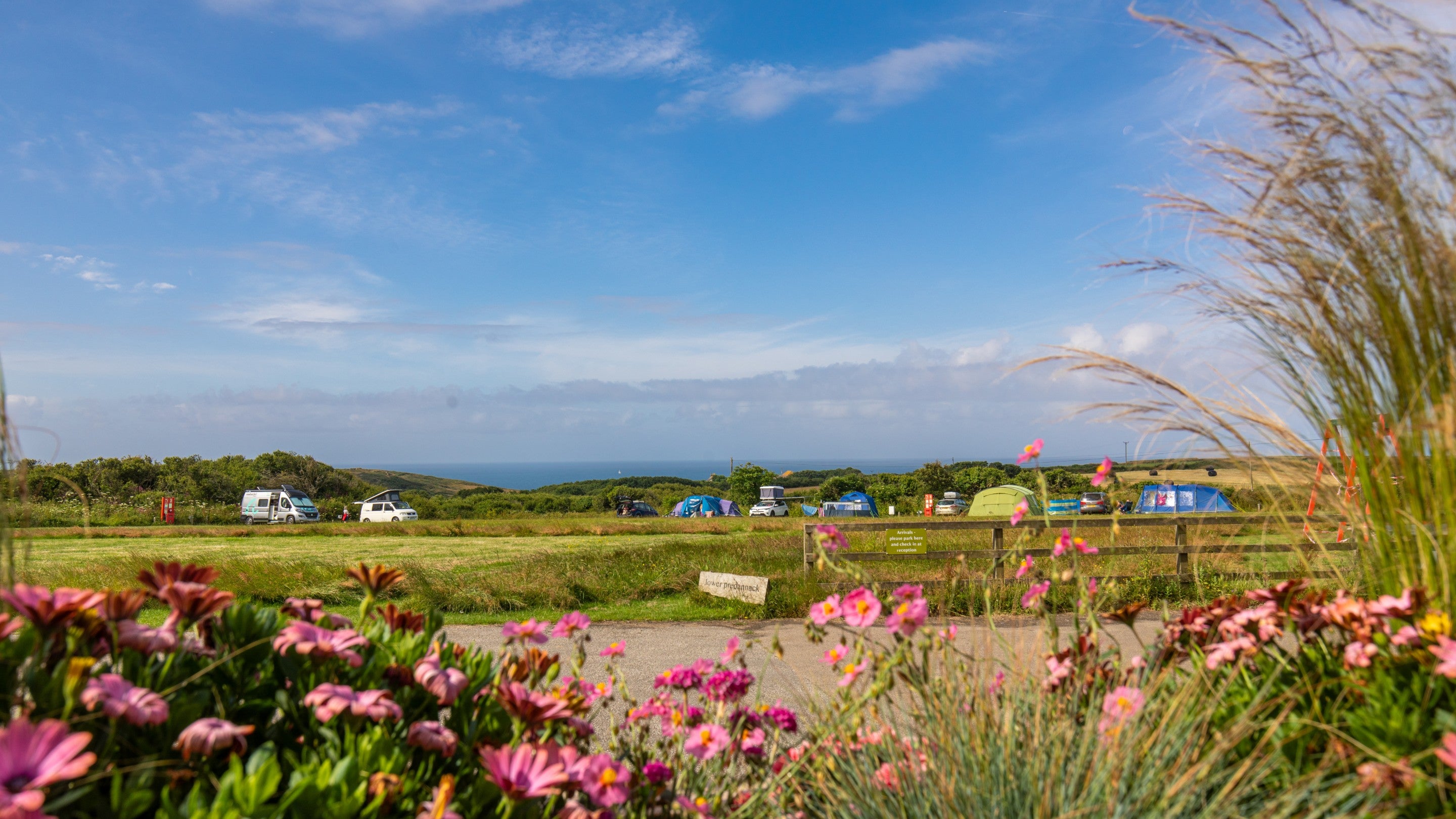 A field at Teneriffe Farm Campsite, with flowers in the foreground and the sea in the background, Cornwall