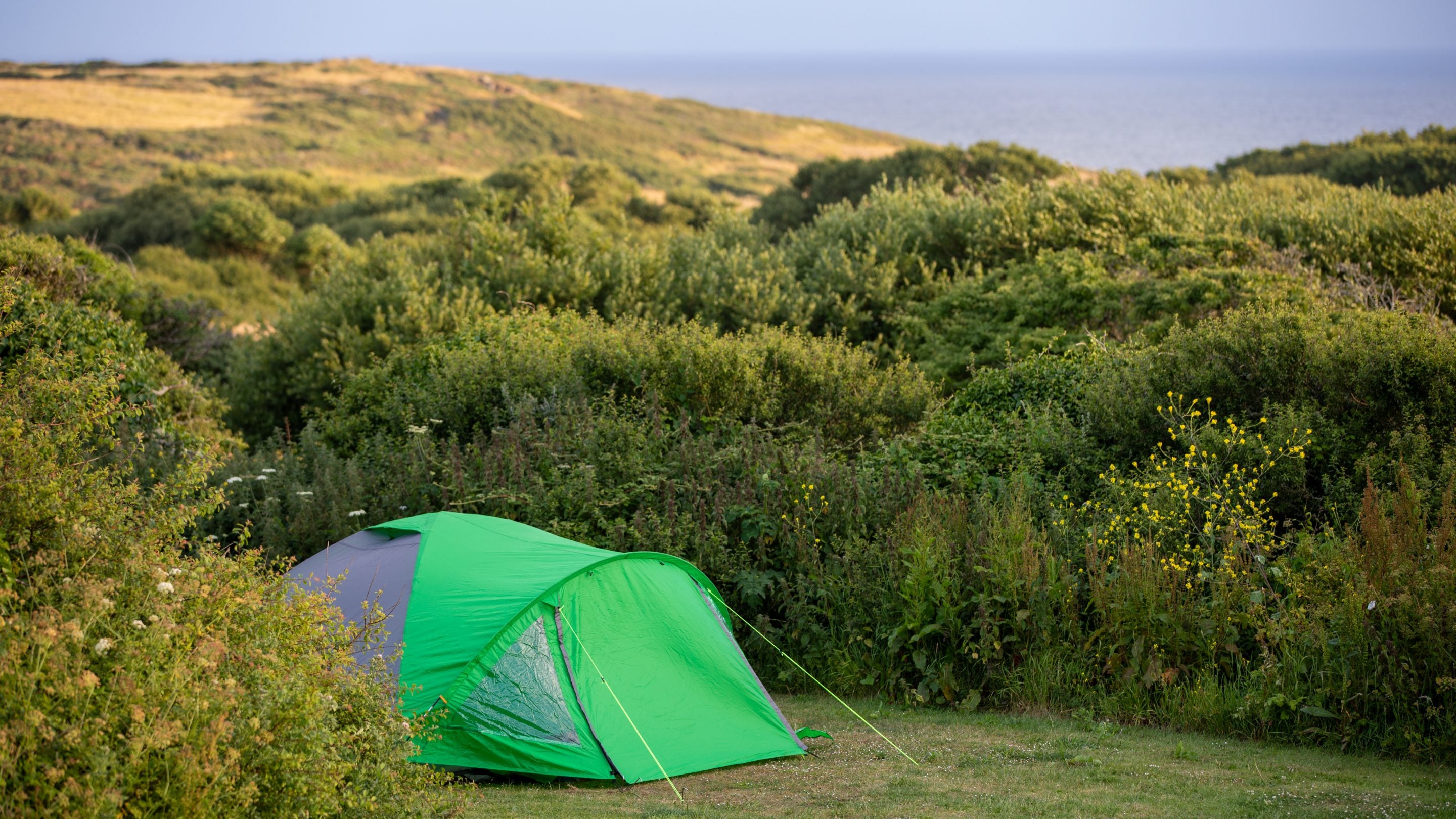 A tent at Teneriffe Farm Campsite, Cornwall