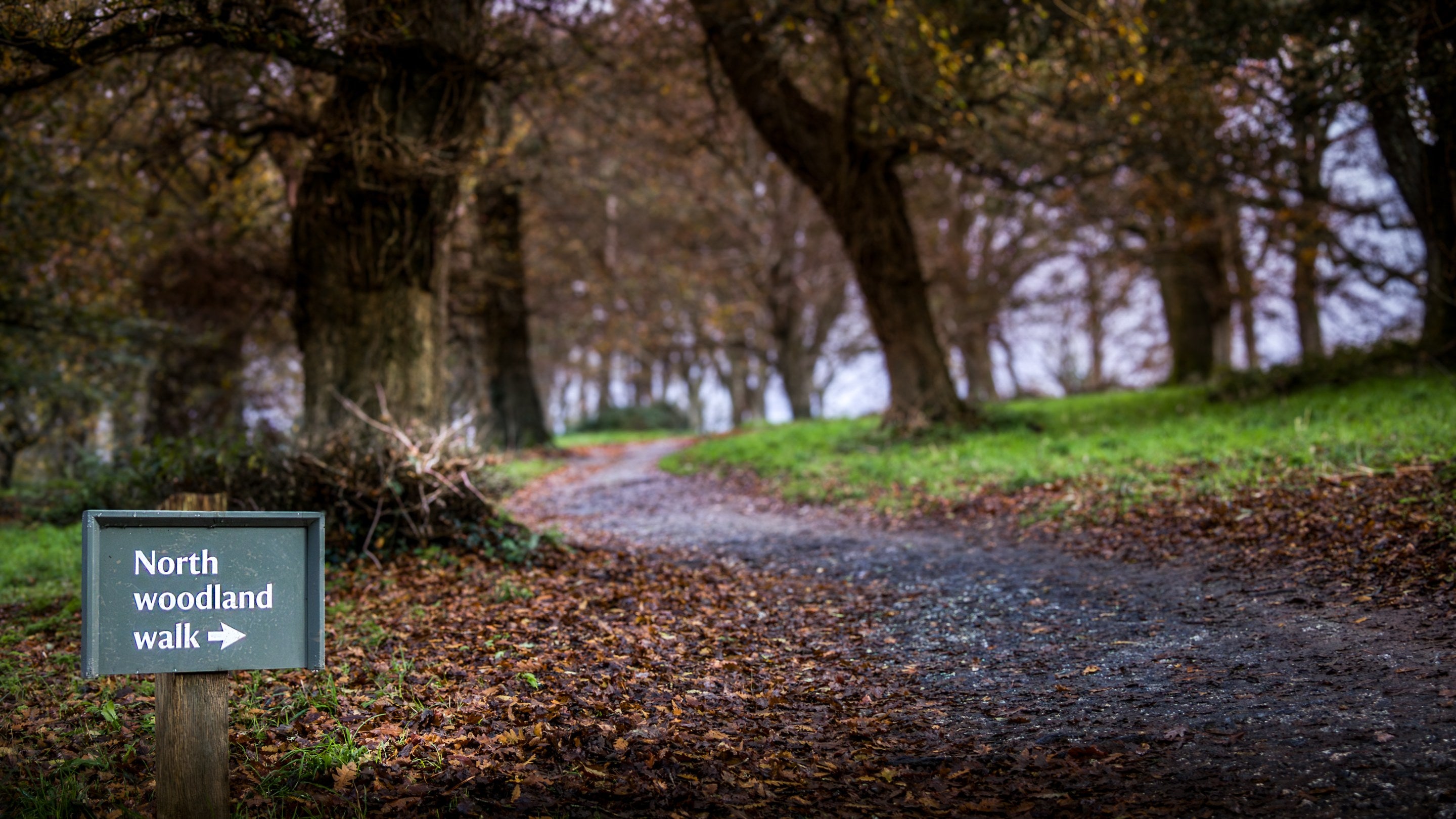 A woodland walking trail at Trelissick, Cornwall