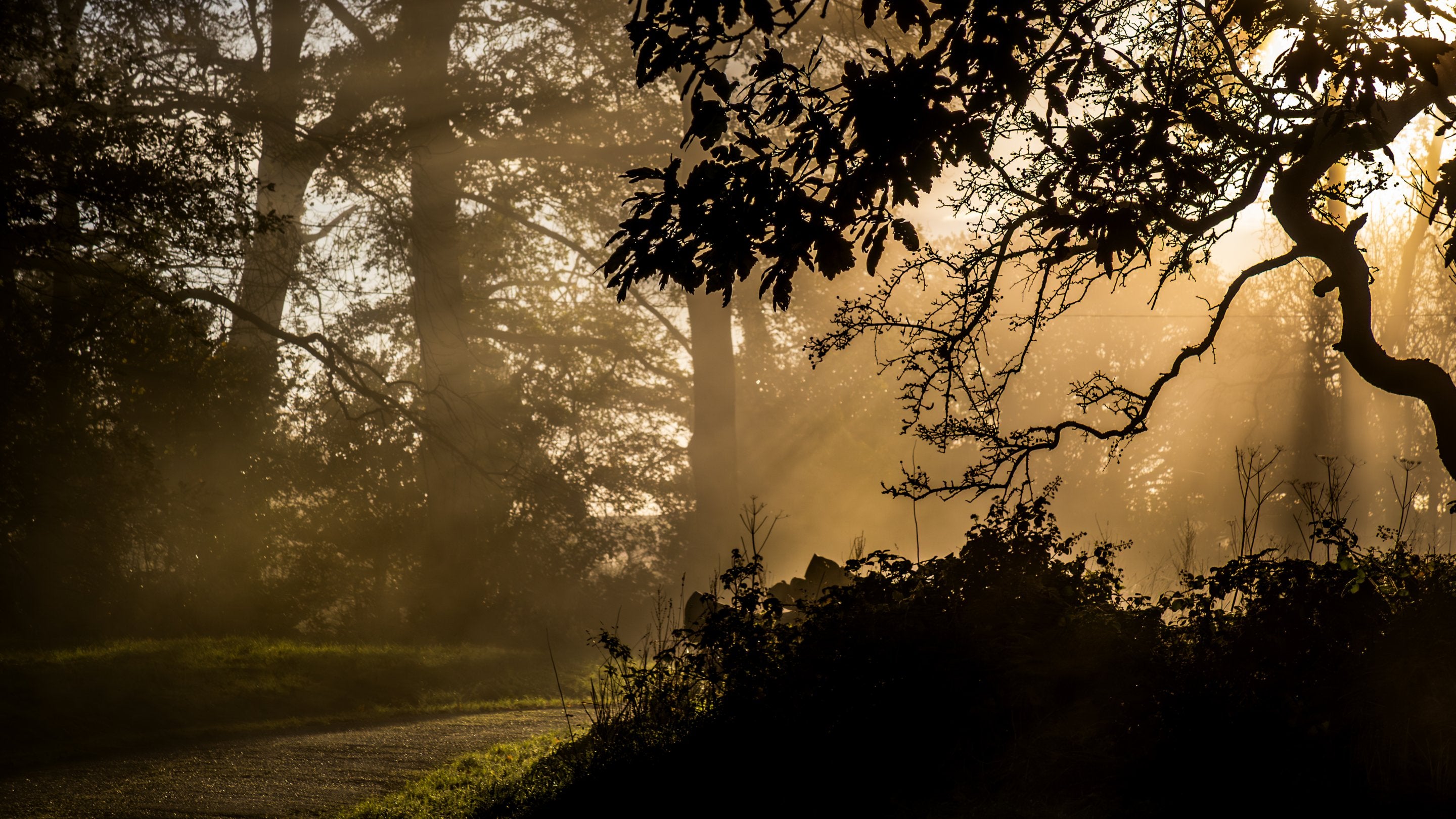 Golden sunlight shining through woodland on the Trelissick estate, Cornwall