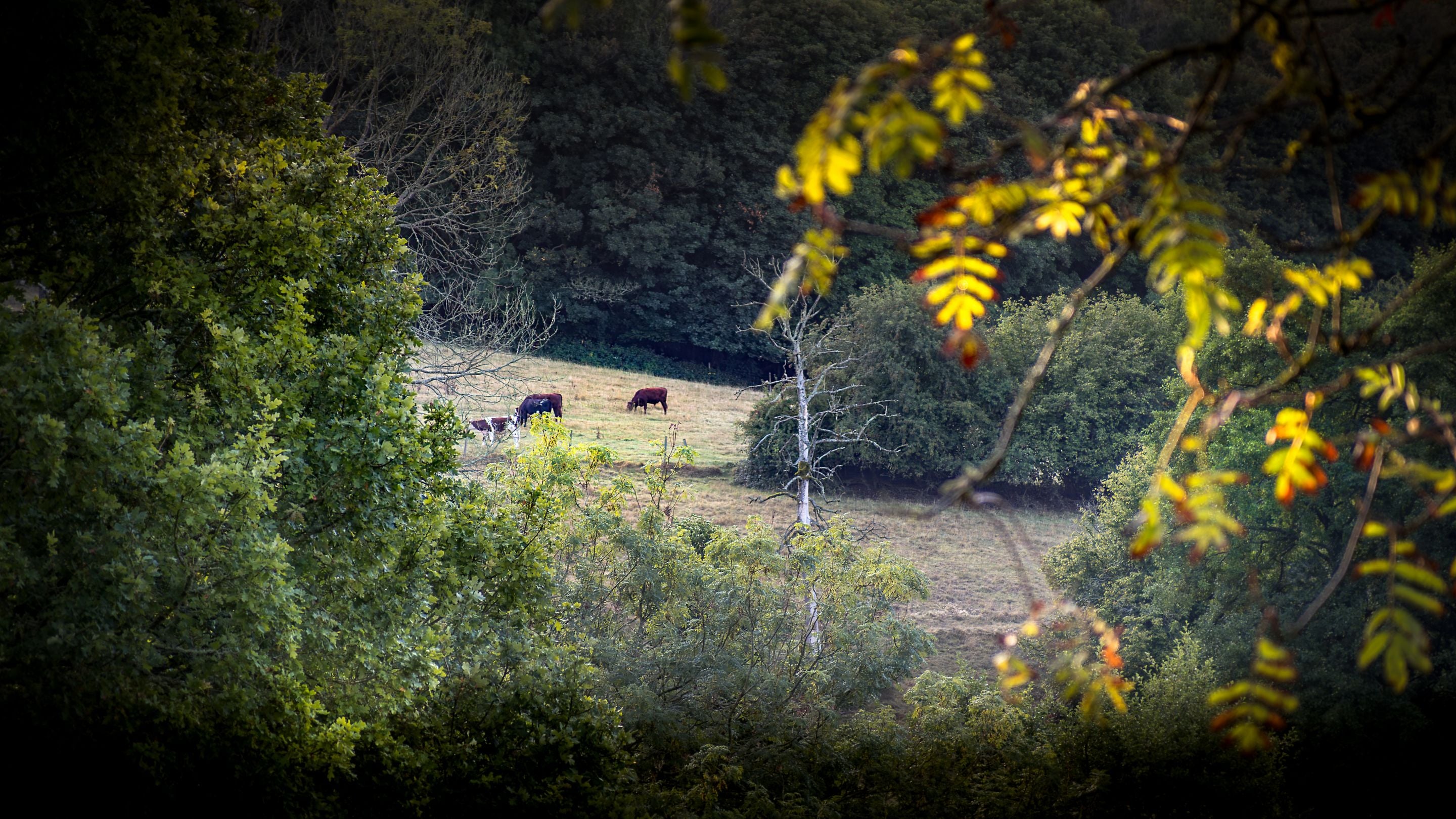 Cattle in a field near Woody's Cottage, Gloucestershire