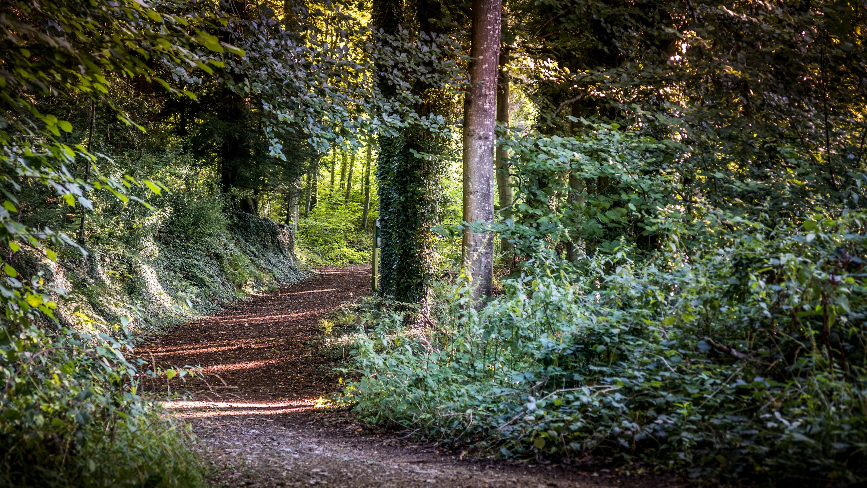 A track through the woodland near Woody's Cottage, Gloucestershire
