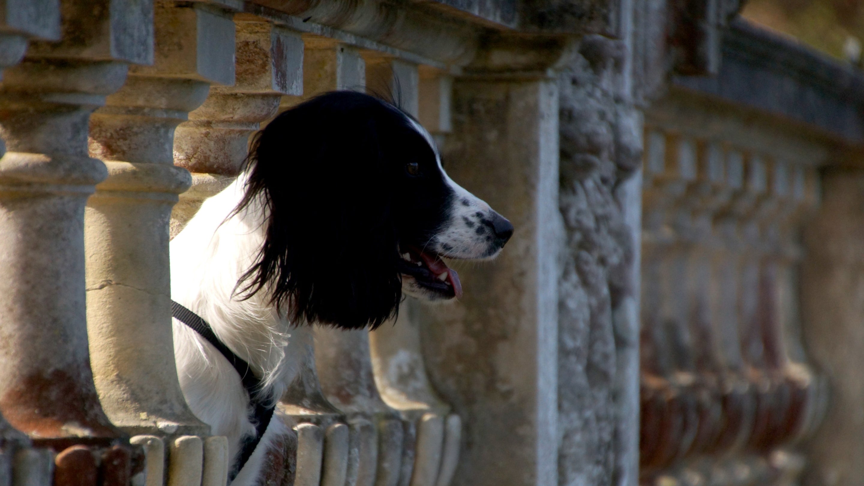 A dog at Sheffield Park and Garden in Sussex