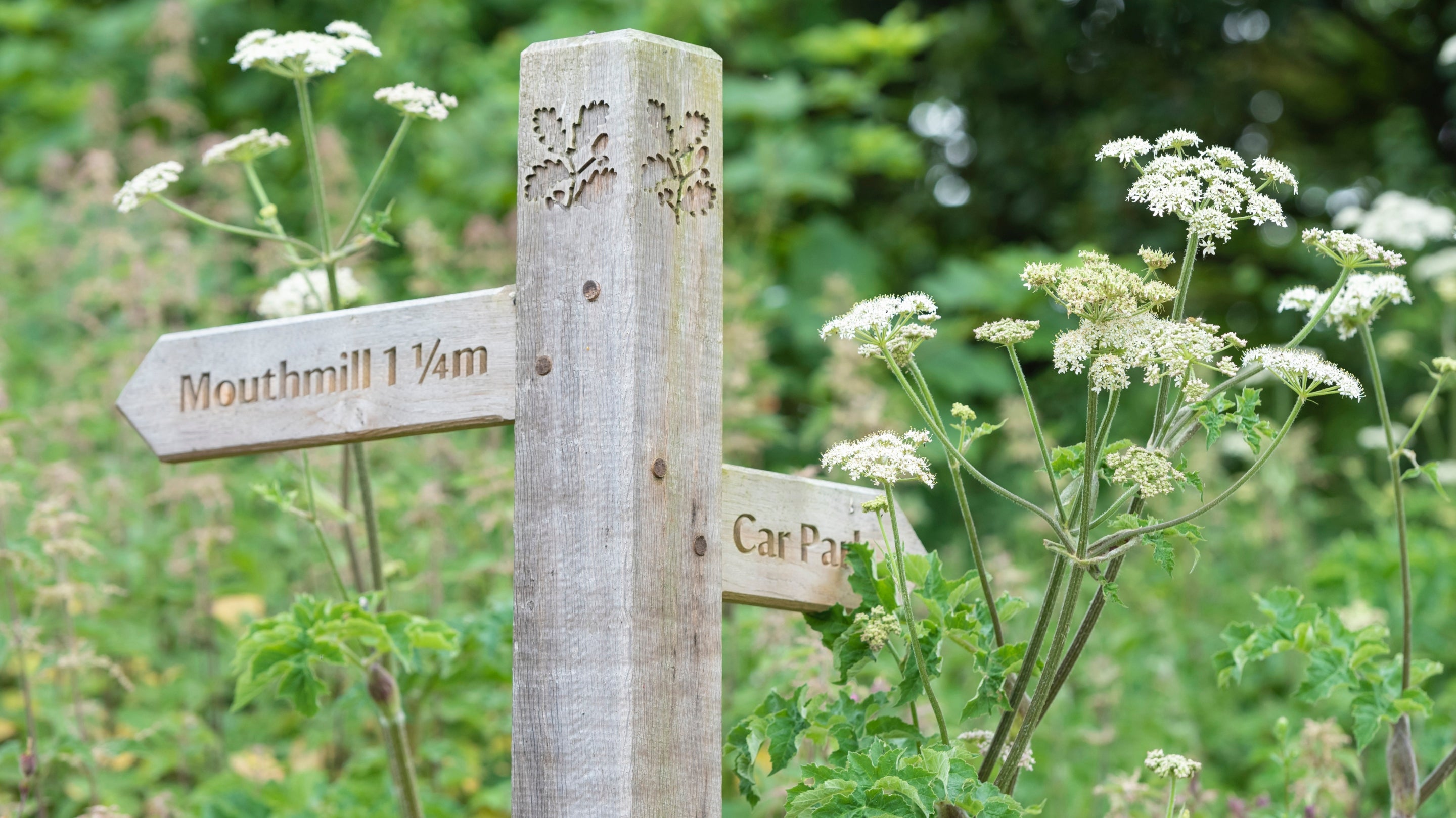 The area surrounding Brownsham Bothy, Devon