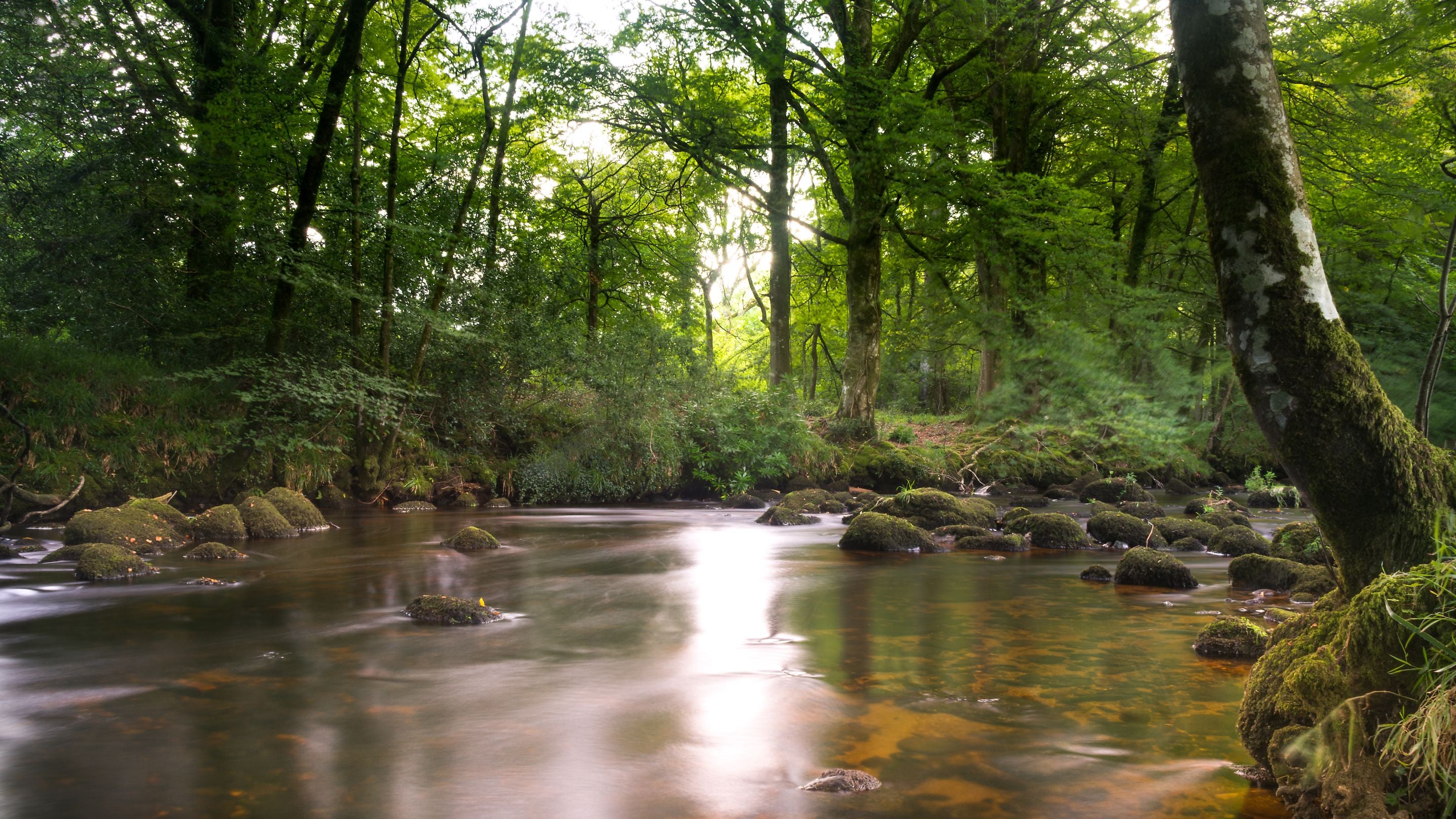 The river and woodland near Warcleave Cottage, Devon