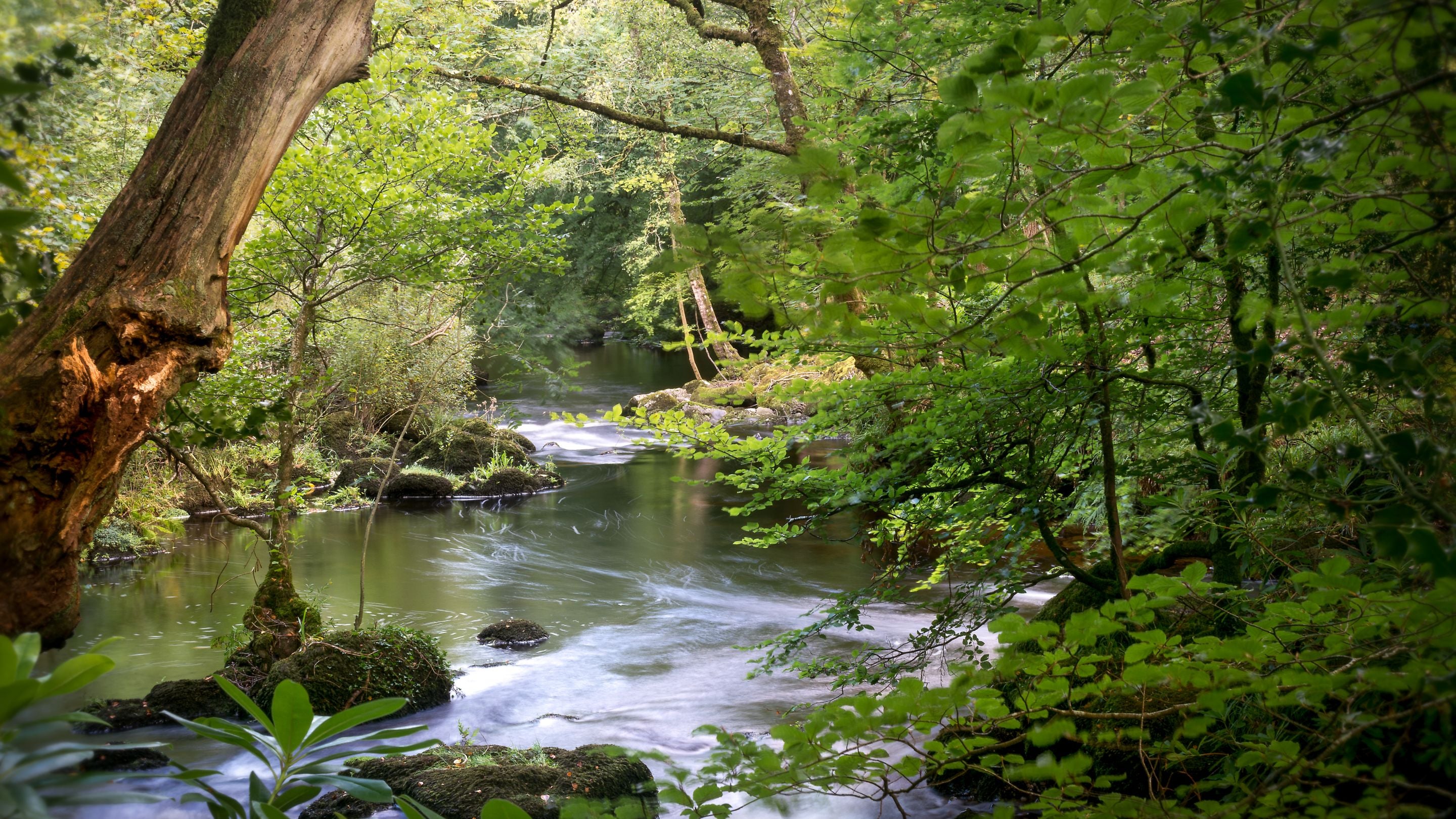 The woodland and river around Warcleave Cottage, Devon