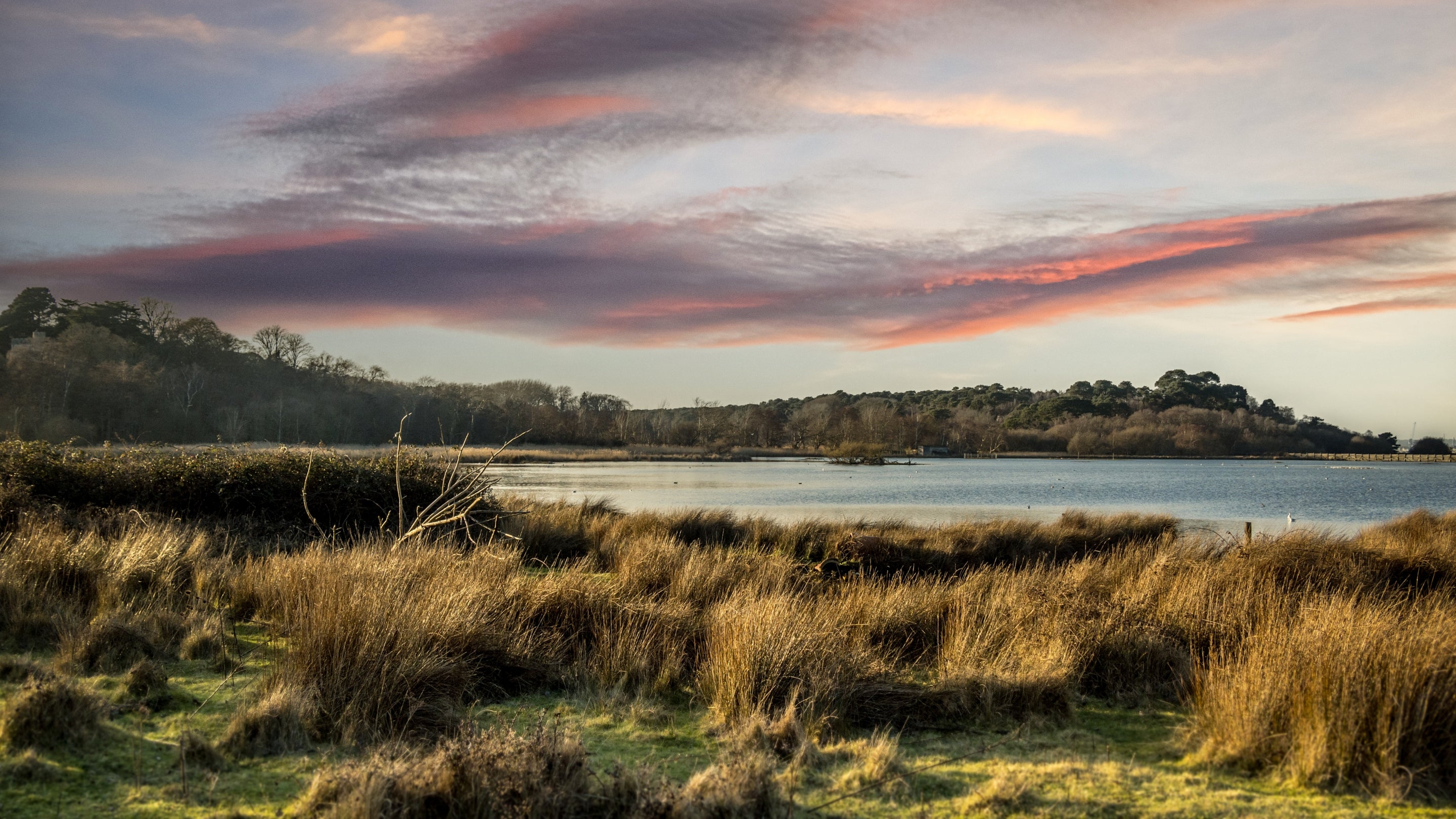 The area surrounding Agent's House, Dorset