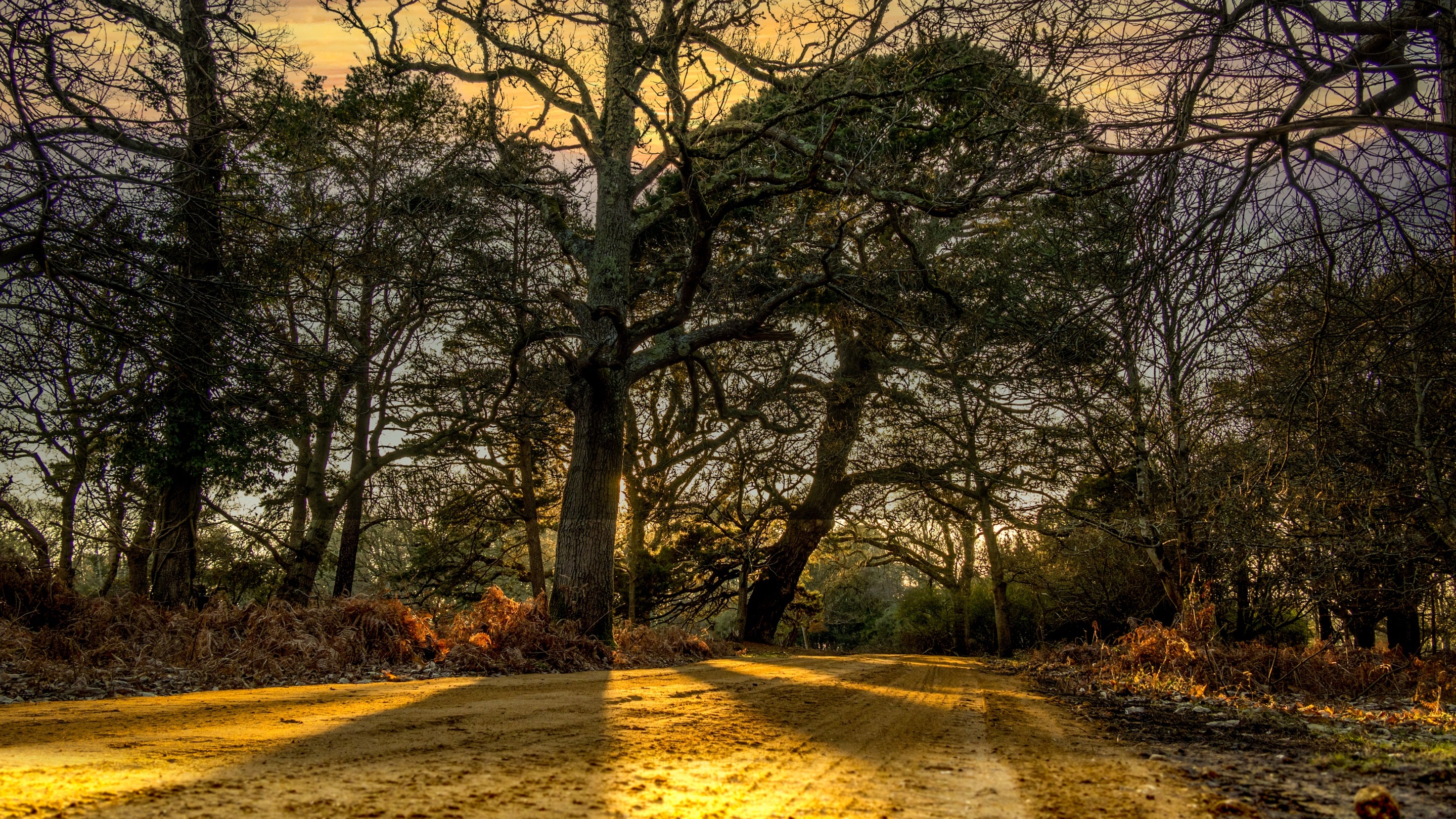 The area surrounding Agent's House, Dorset
