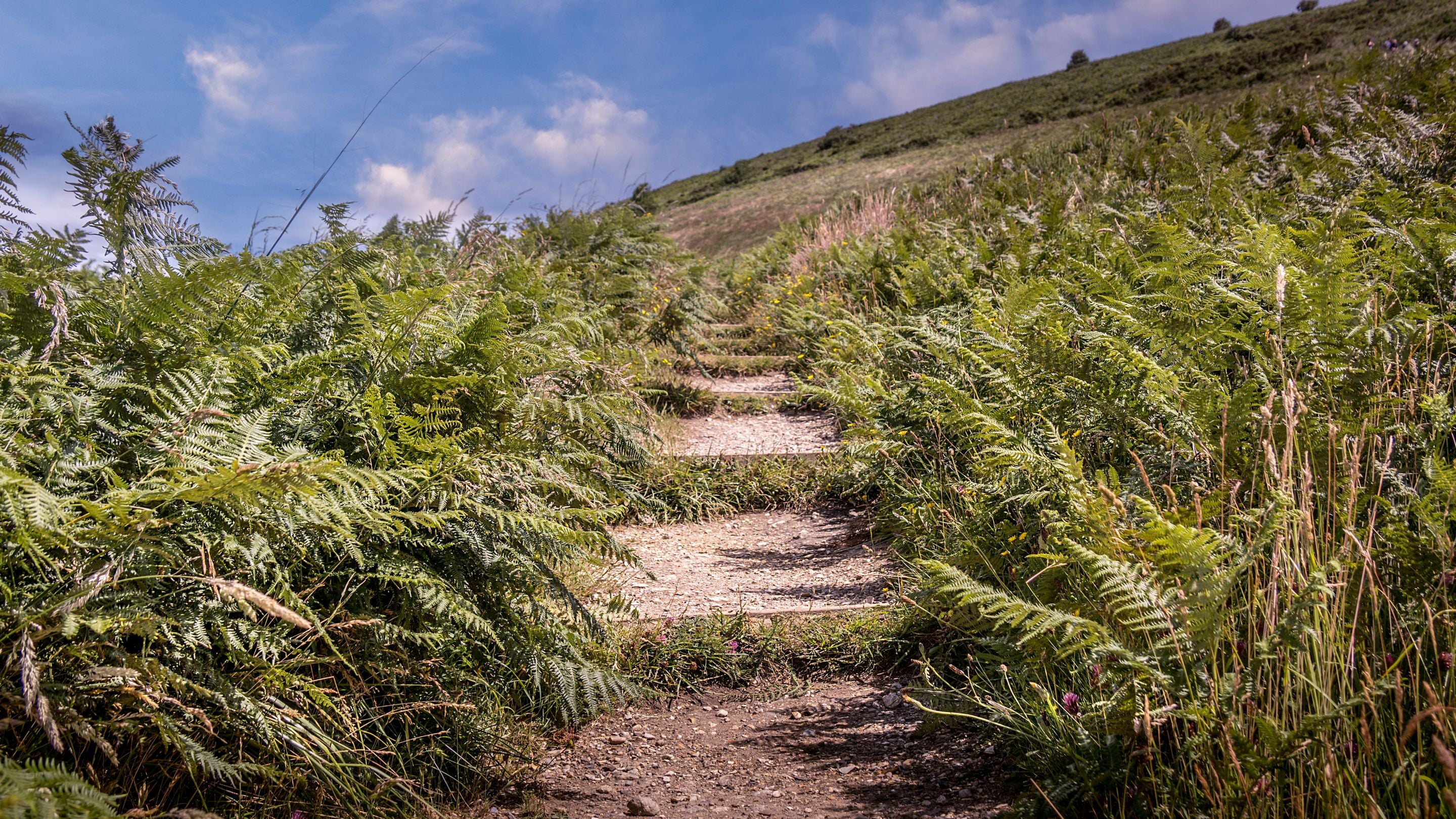 Steps leading uphill on a path near St Gabriel's Cottages, Dorset
