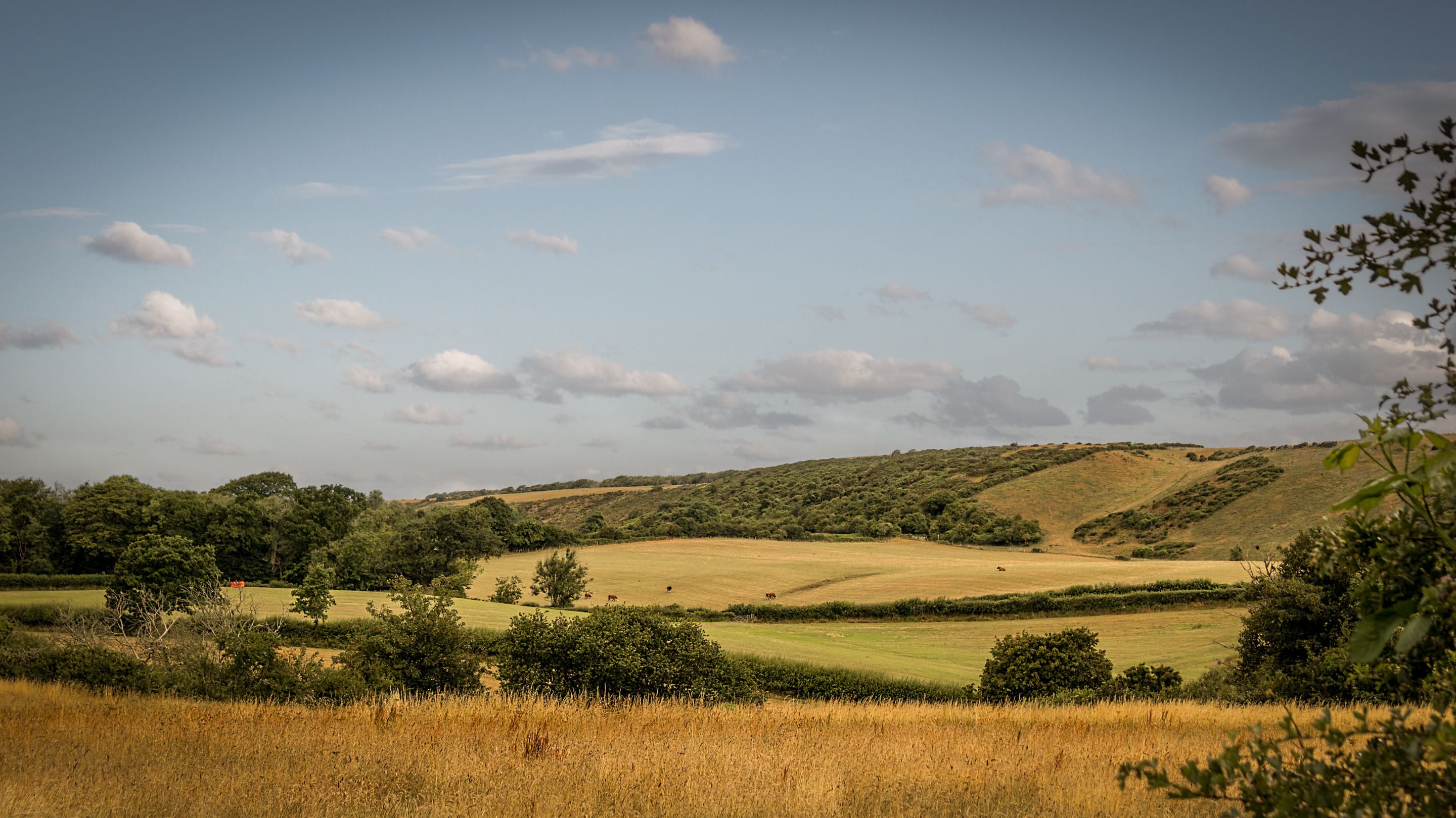 Corfe Common, Dorset