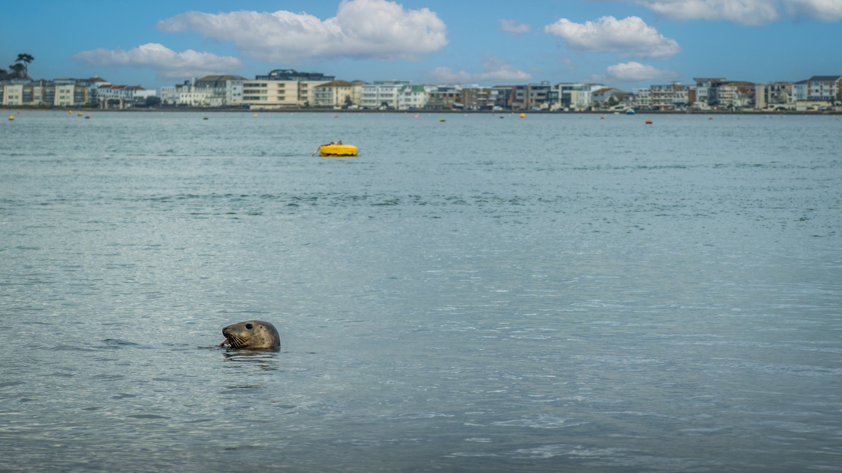 The area surrounding Custom House, Dorset