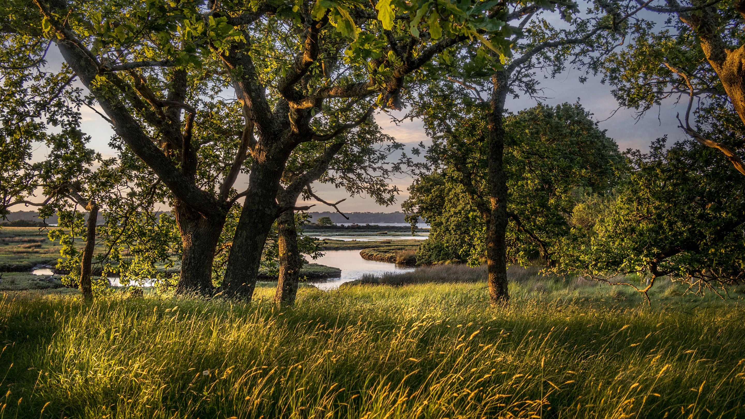 Grassland, trees and the waters of Poole Harbour near Greenlands, Dorset