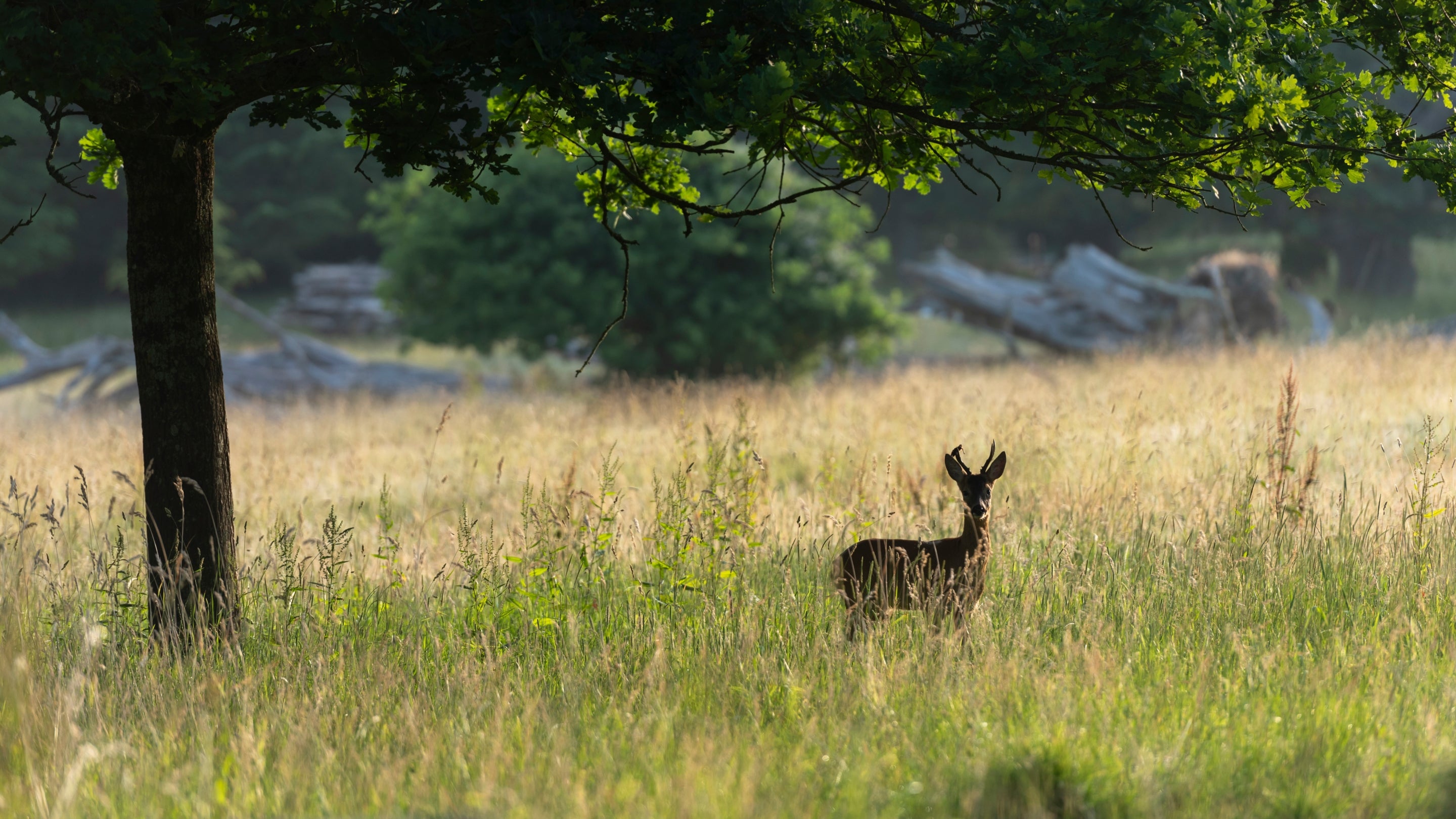 Kingston Lacy, Dorset