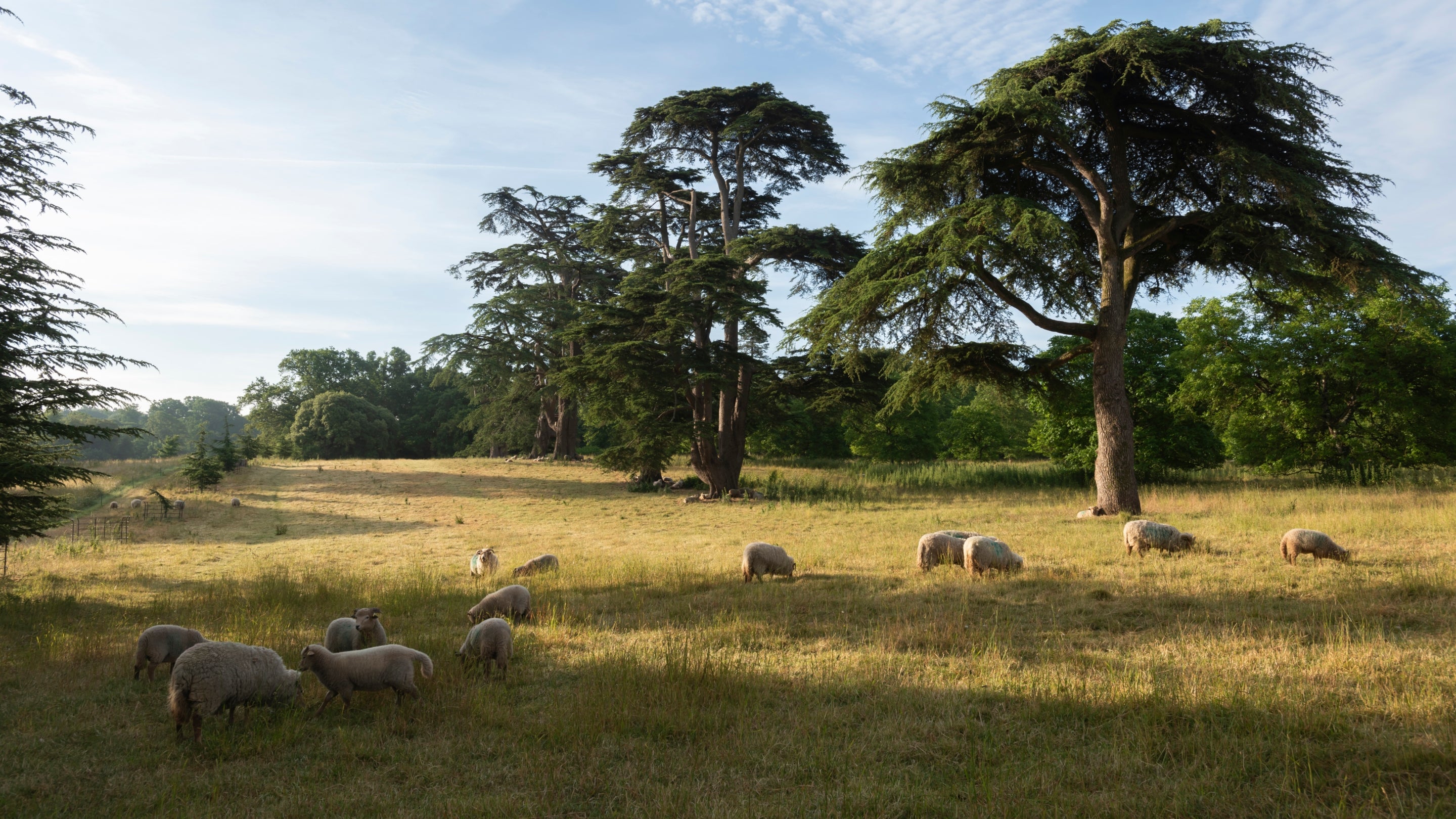 The Parkland at Kingston Lacy, Dorset