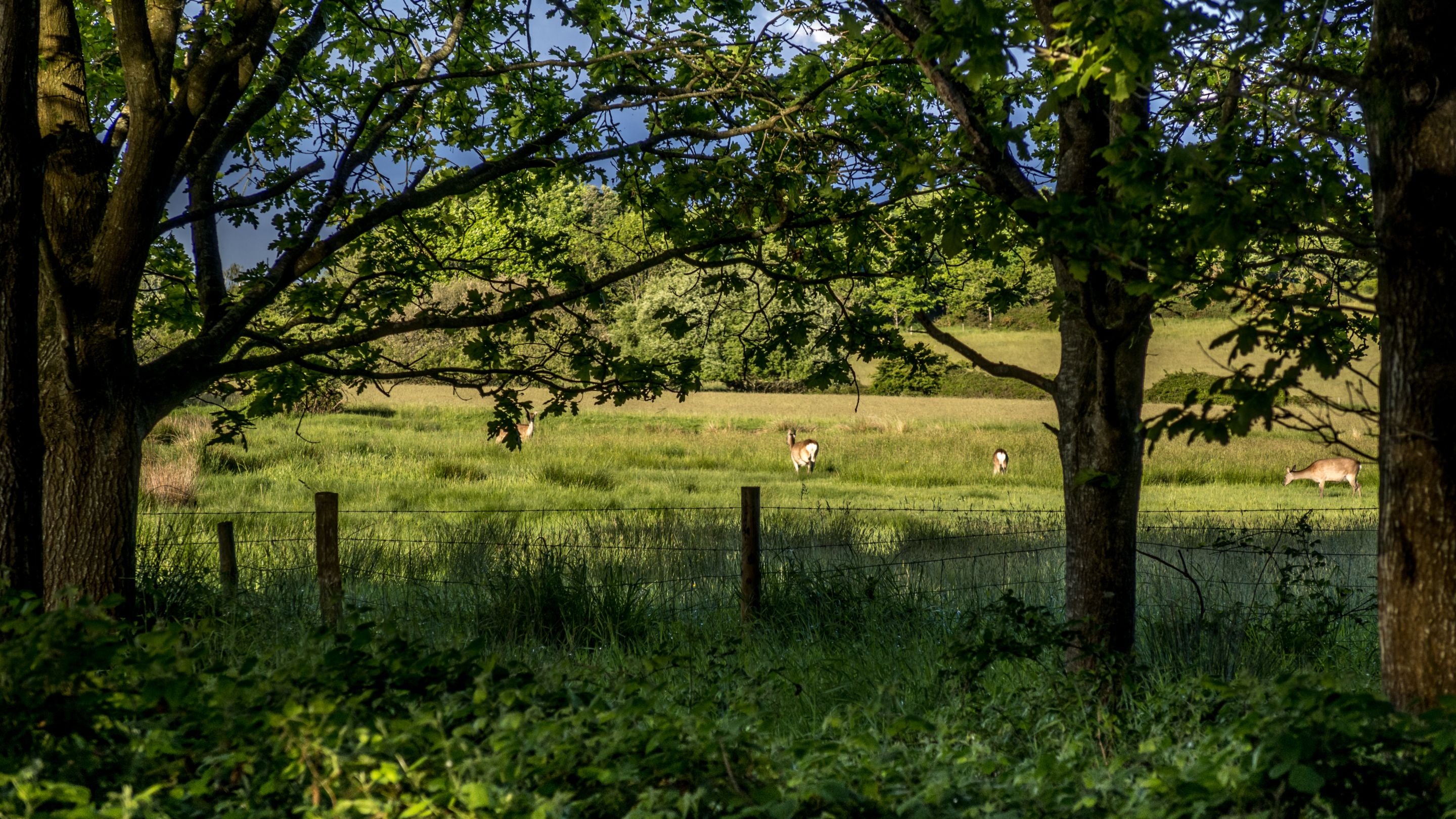Deer spotted in the countryside near Middlebere Farmhouse, Dorset