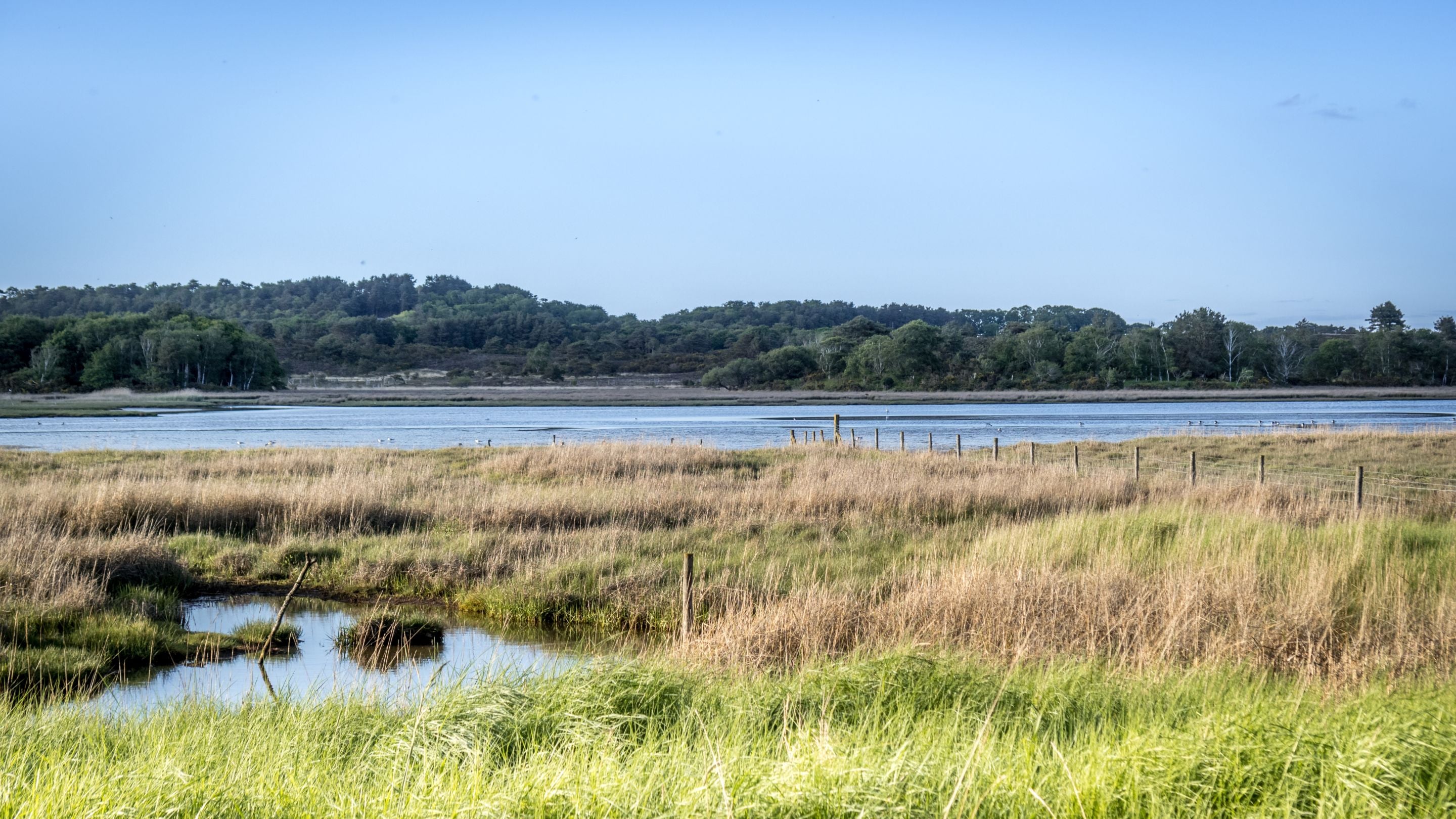The wetland near Middlebere Farmhouse, Dorset