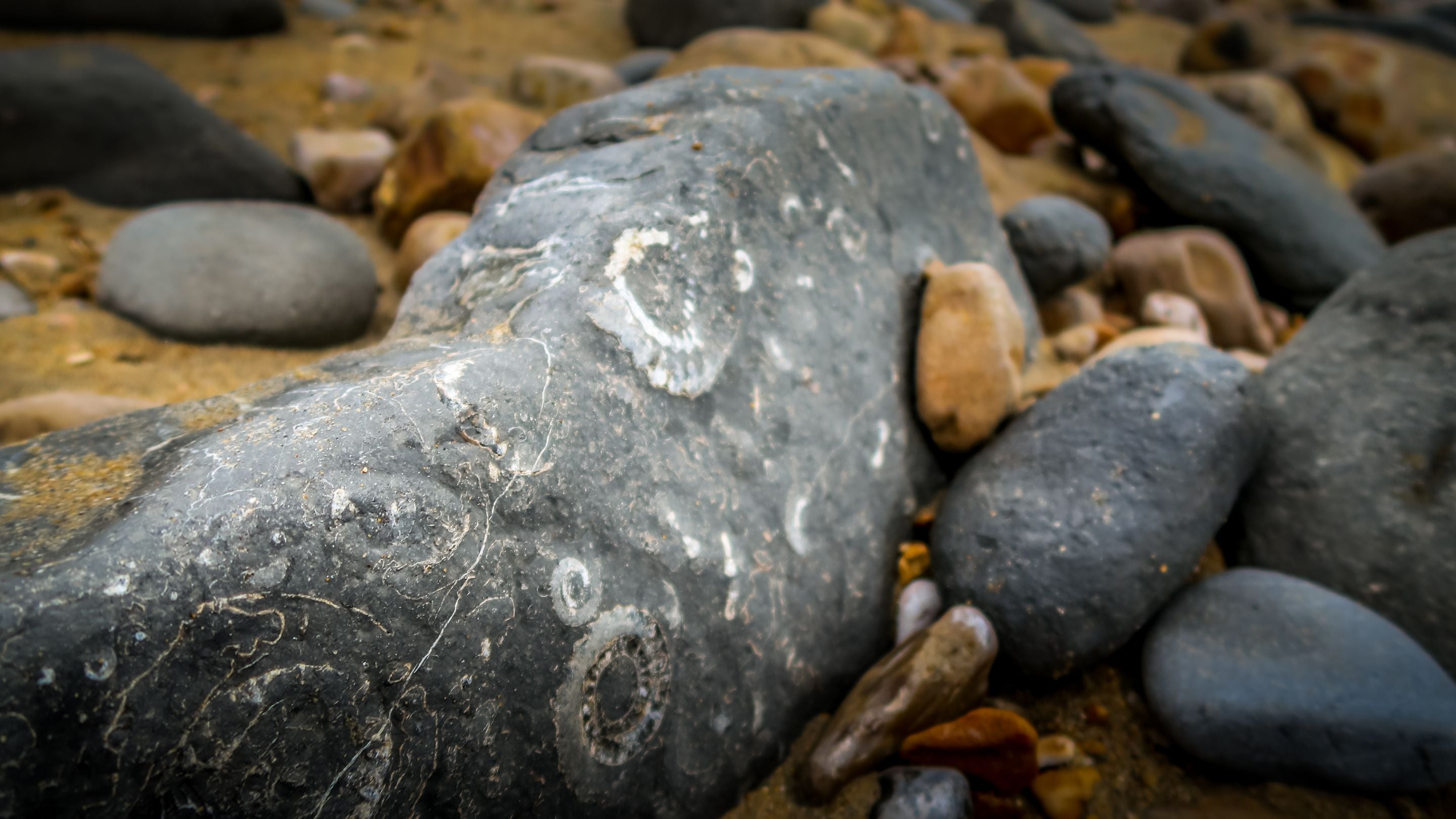 Fossils on the beach in the area surrounding the Old Radar Station, Dorset