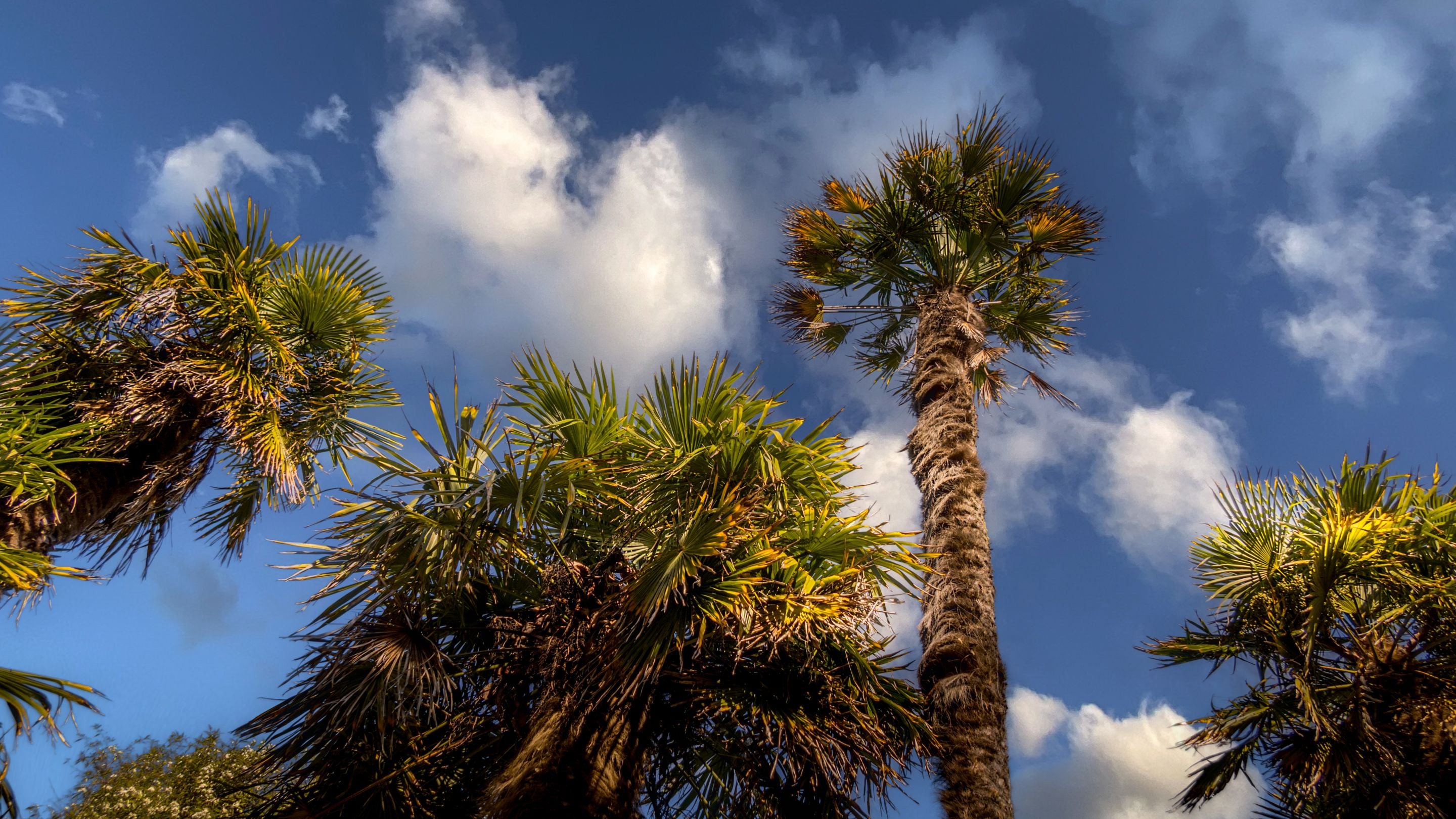 Palm trees at Portland House, Dorset
