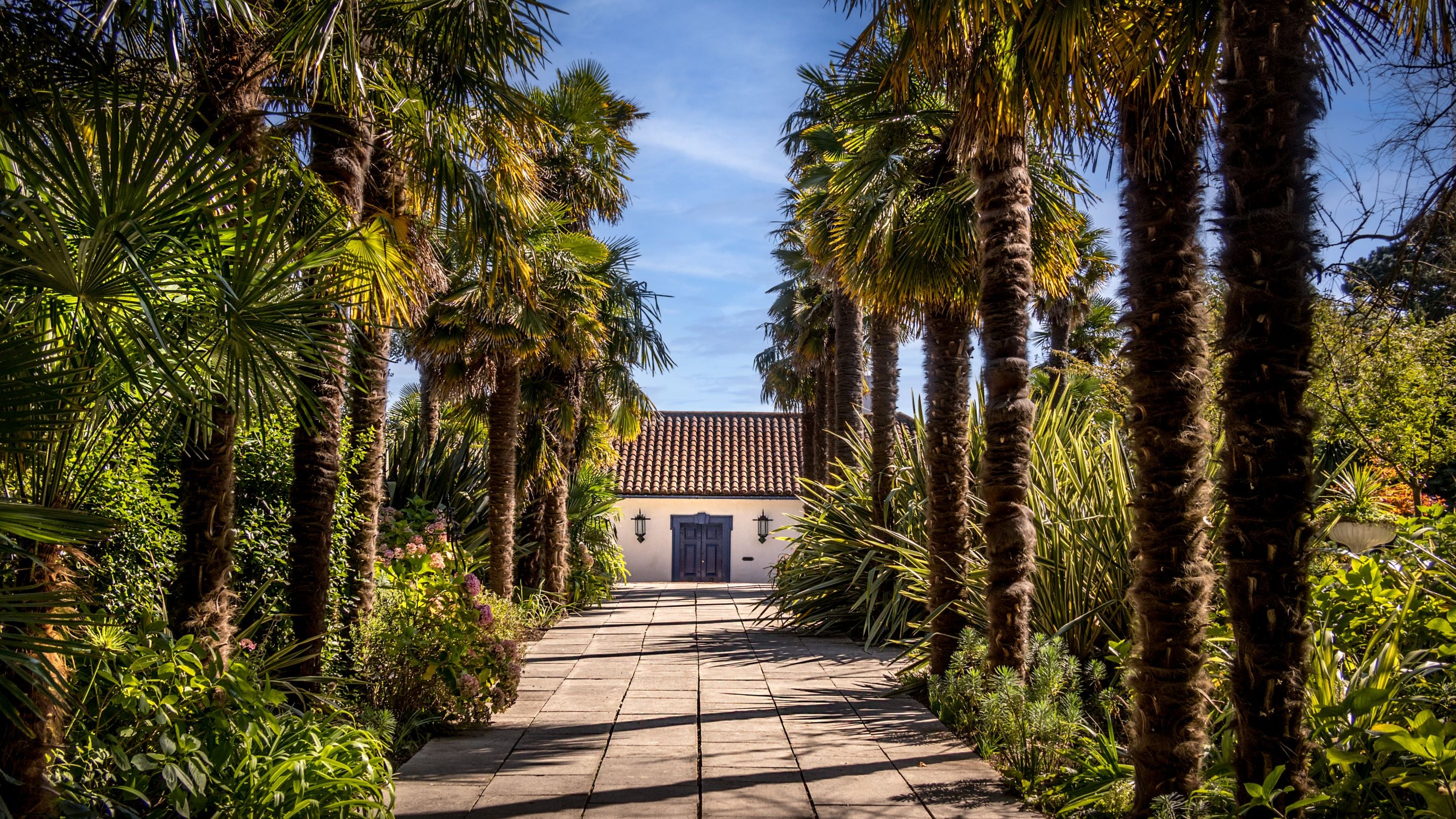 The path to the entrance door of Portland House, lined with palm trees, Dorset