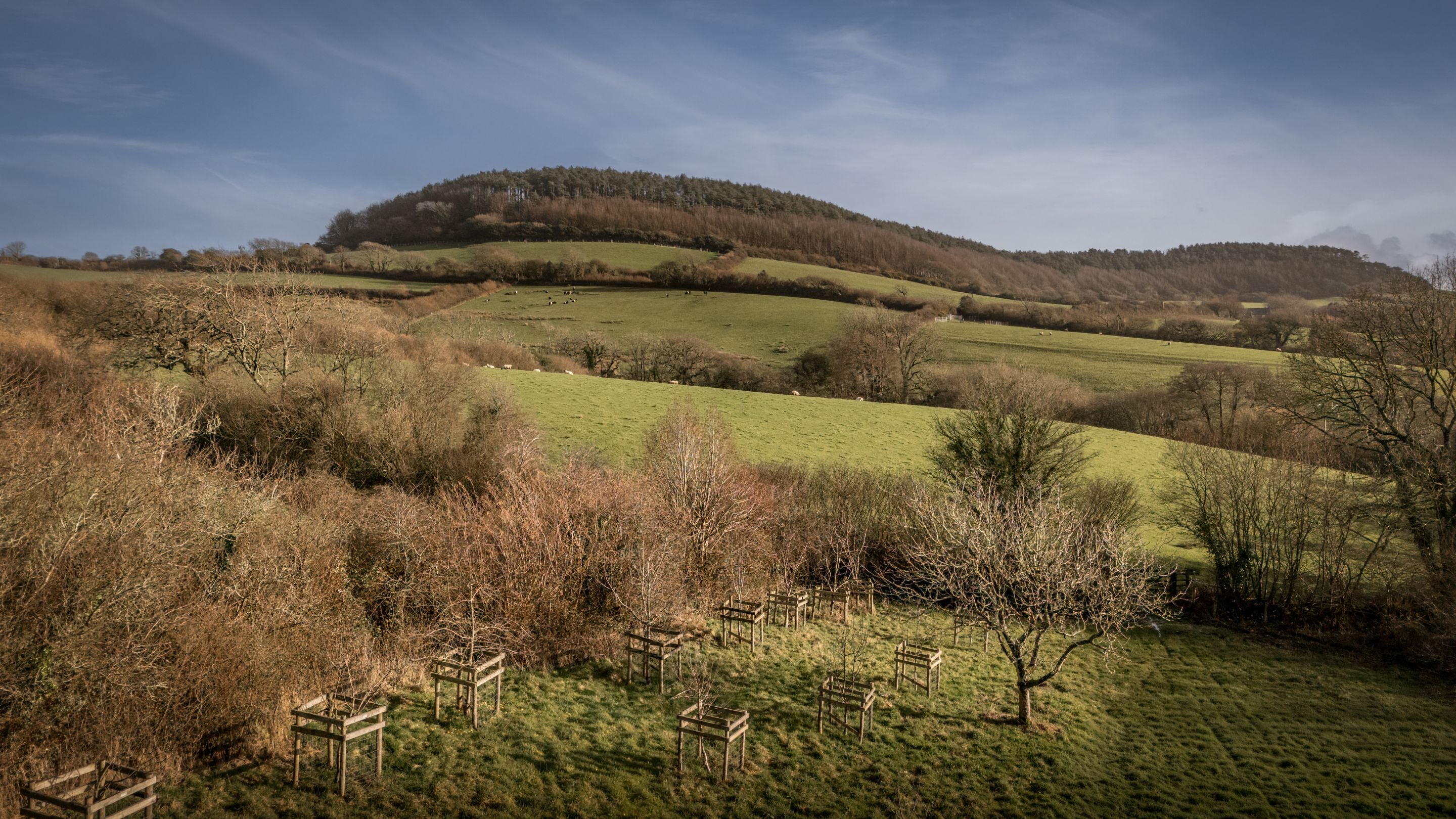 The area surrounding Shedbush Farm House, Dorset
