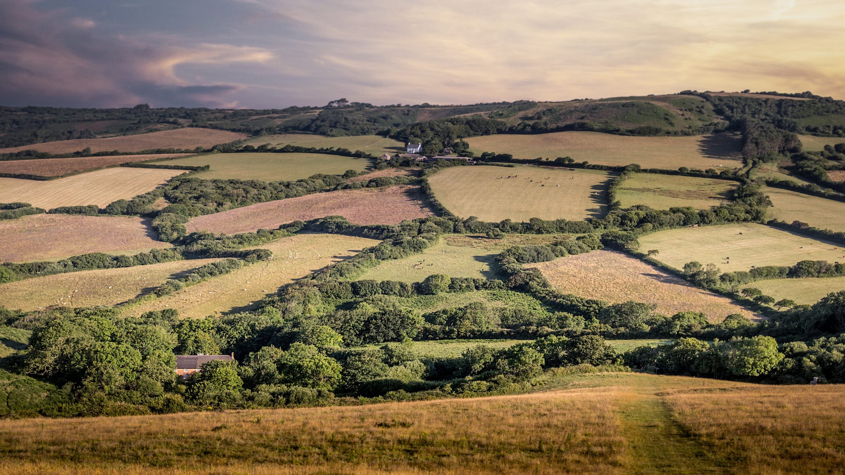 The countryside around St Gabriel's Elm Cottage, Dorset