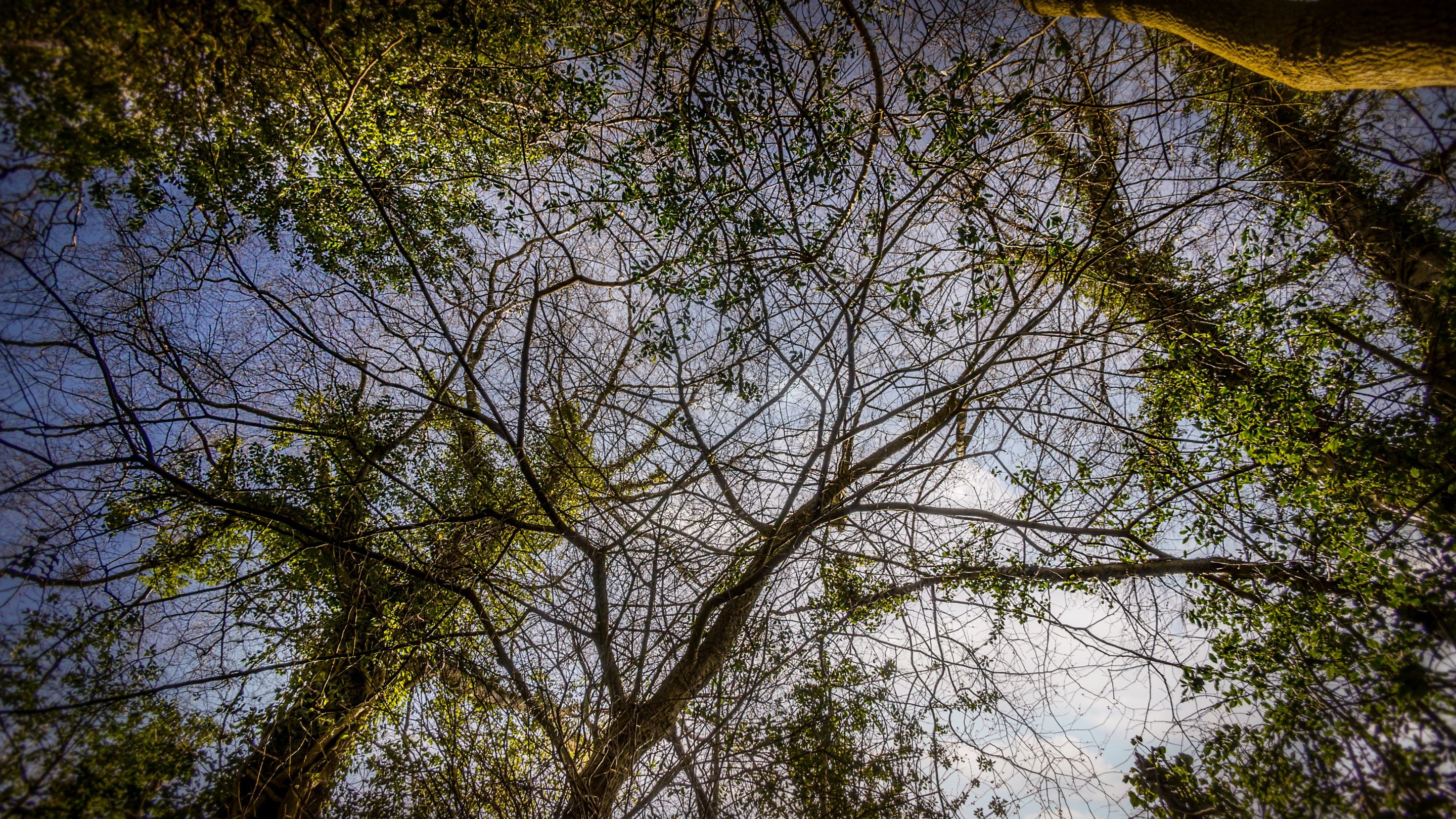 Looking up at the canopy of some trees near Cwmmau Farmhouse, Herefordshire