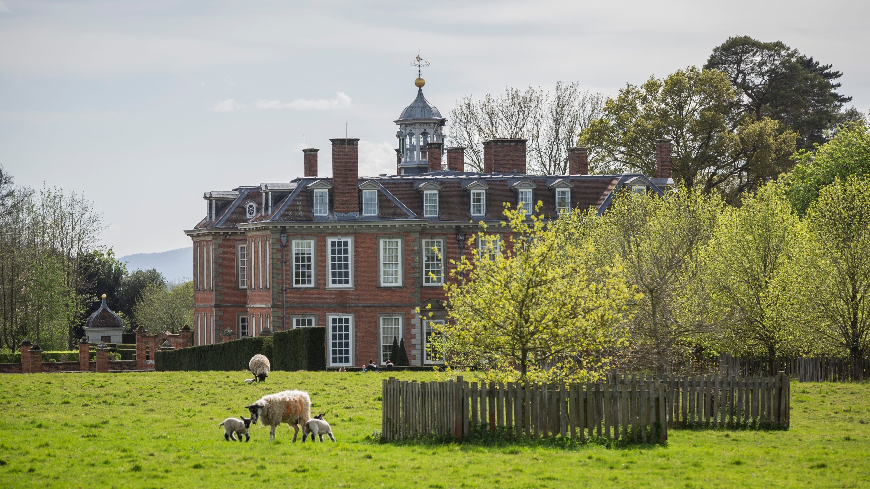 Lambs at Hanbury Hall, Worcestershire