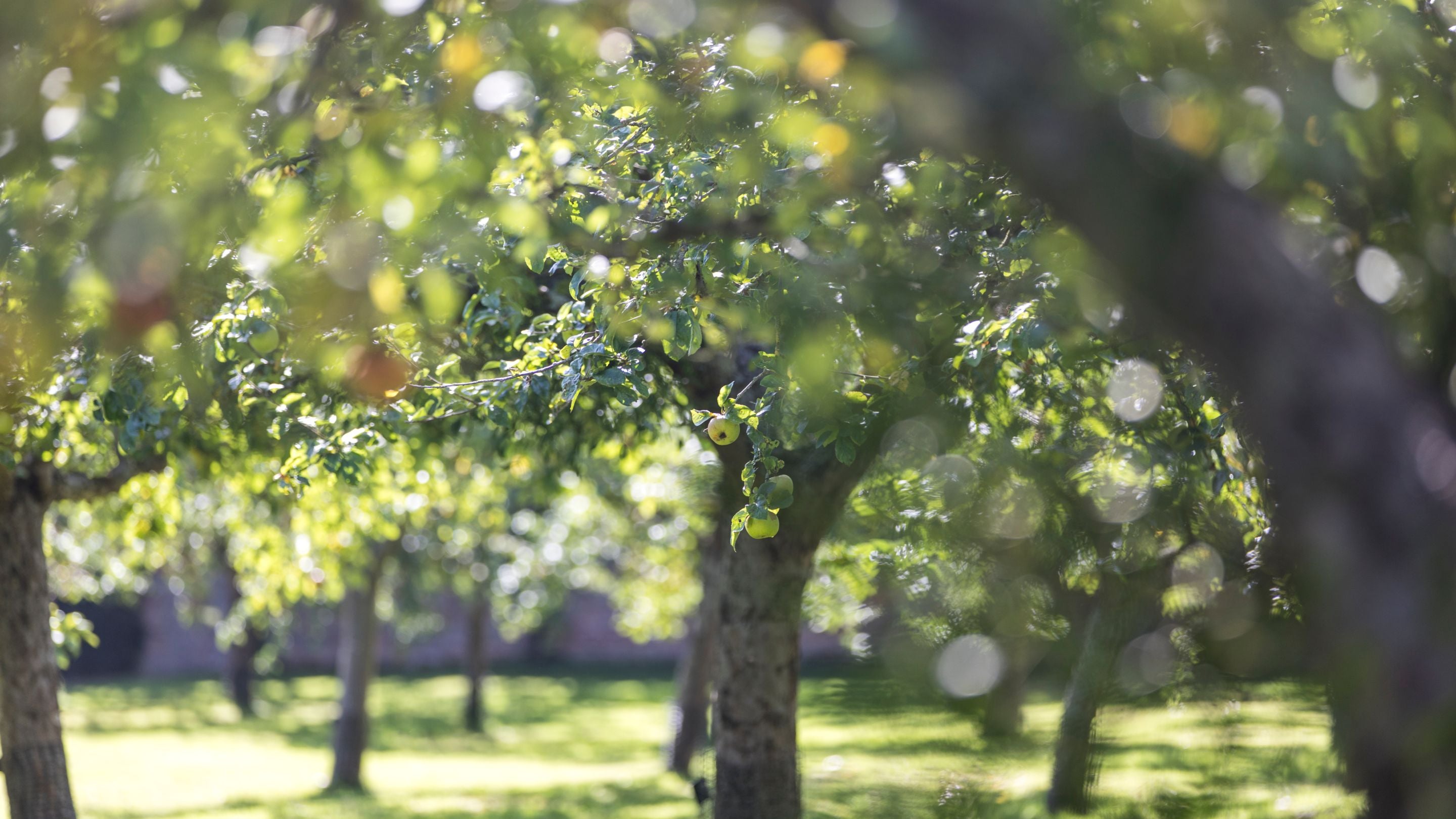 The apple orchard in September at Hanbury Hall, Worcestershire