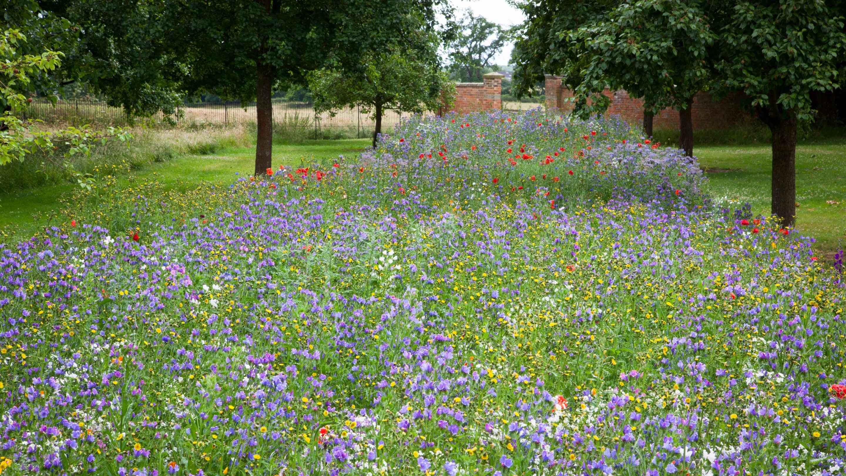Wildflowers in the meadow at Hanbury Hall, Worcestershire