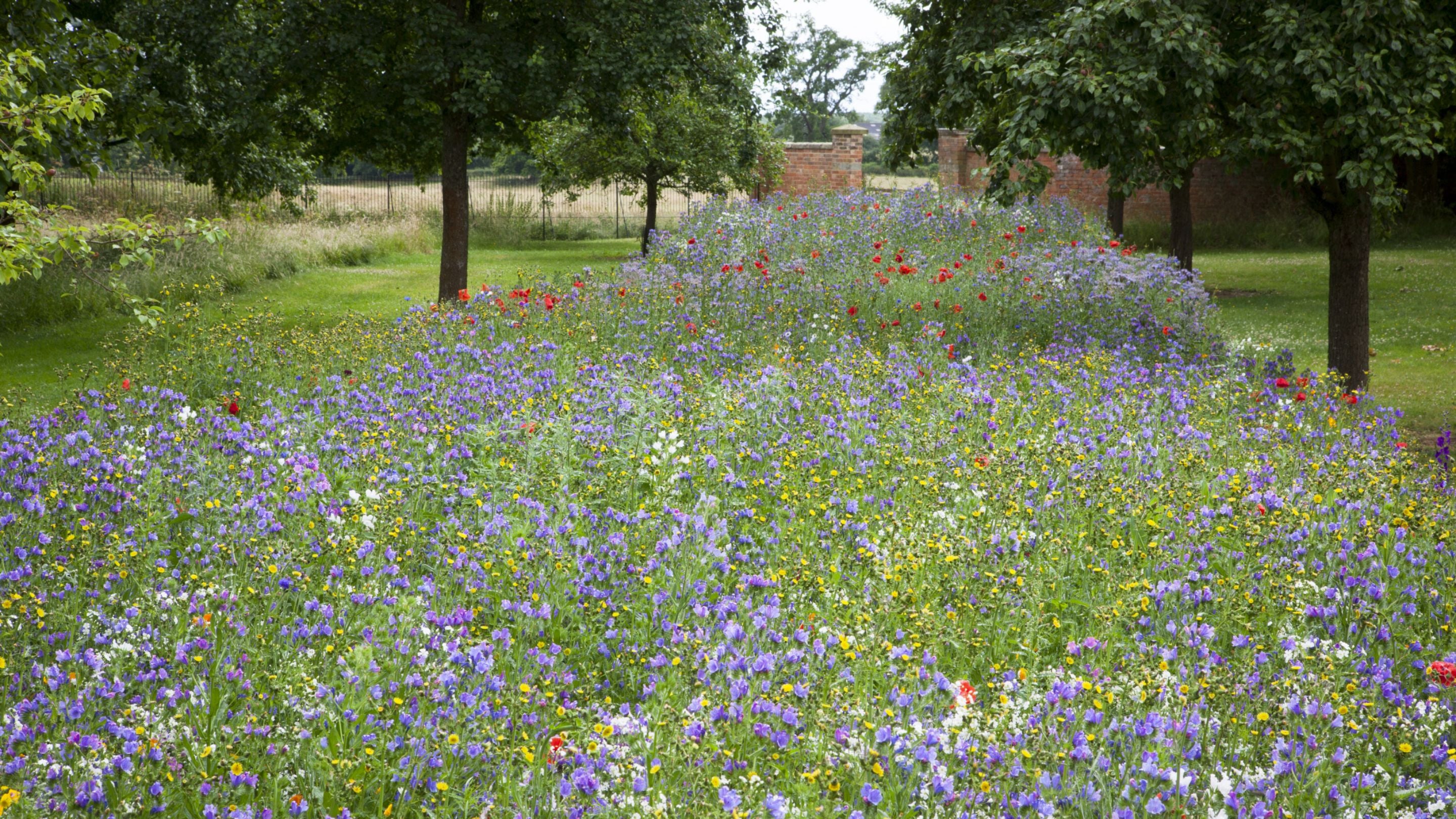 The annual wildflower meadow at Hanbury Hall, Worcestershire