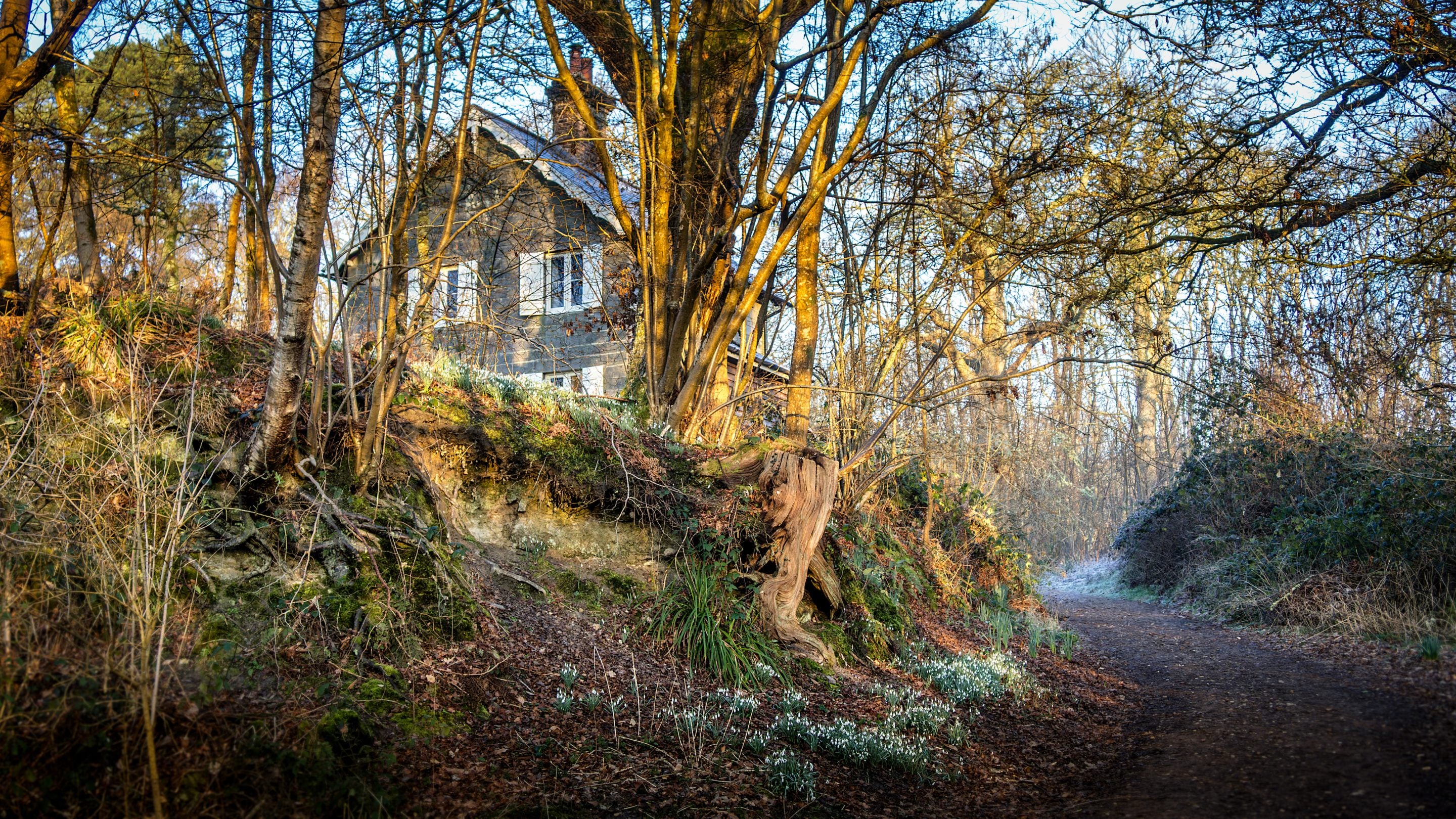 The woodland path leading to Woodlands Cottage with snowdrops, Sussex